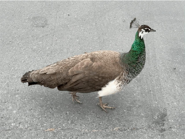 Peahen