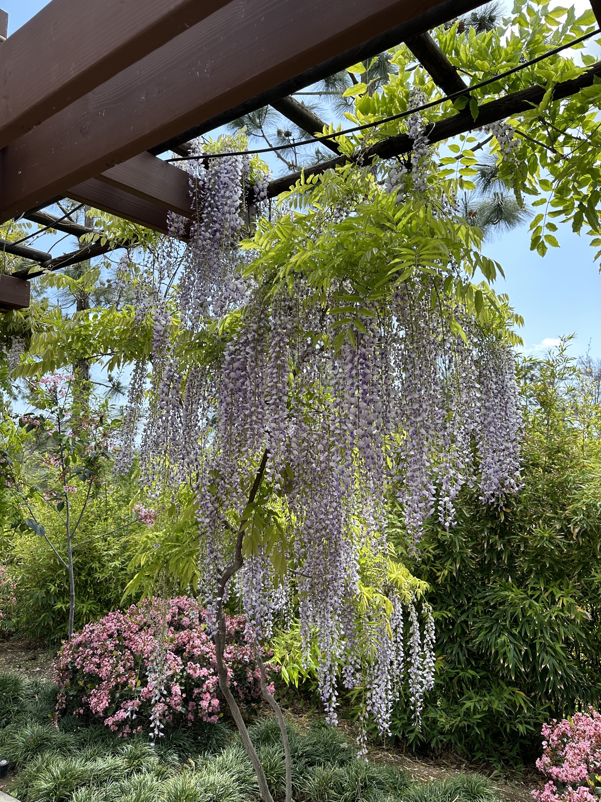 Japanese Friendship Garden