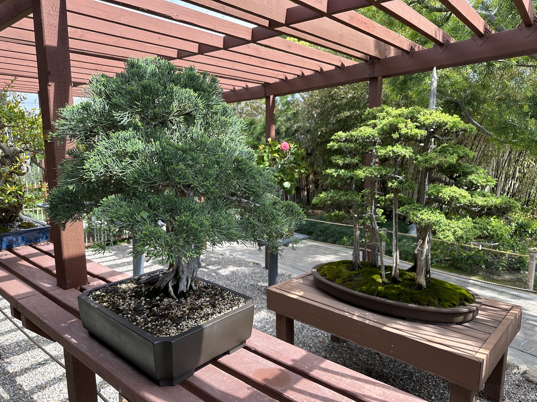 Bonsai