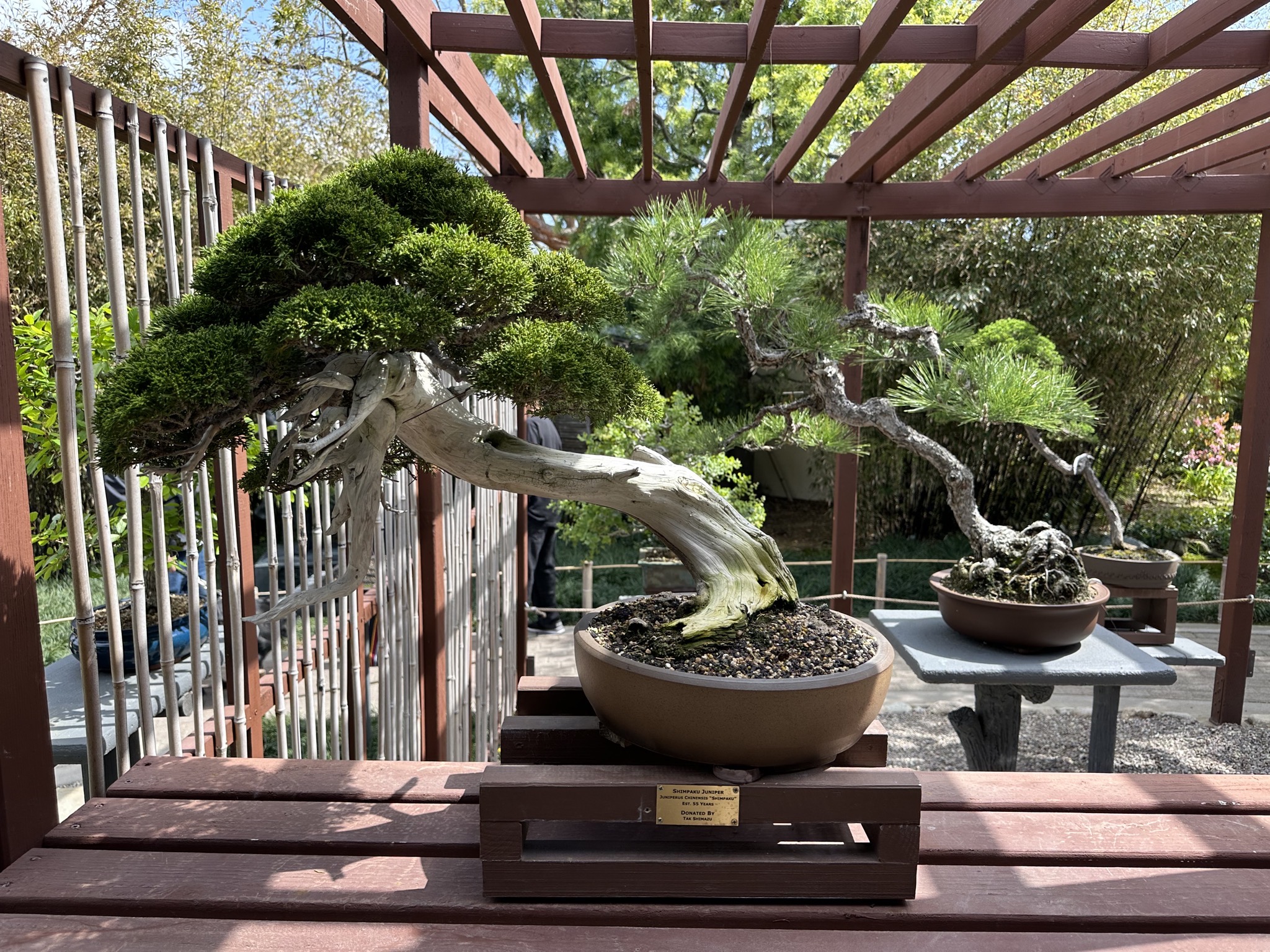 Bonsai