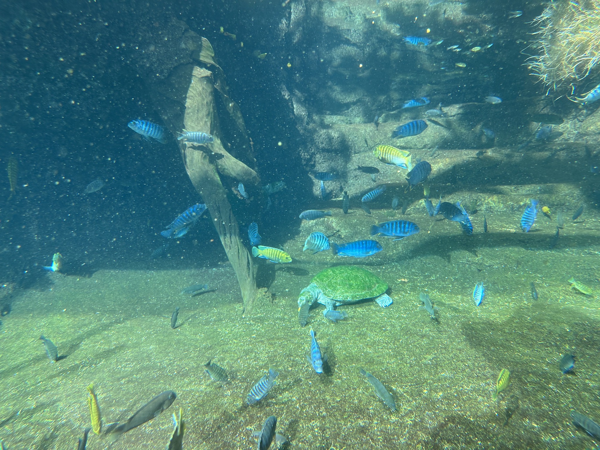 San Diego Zoo