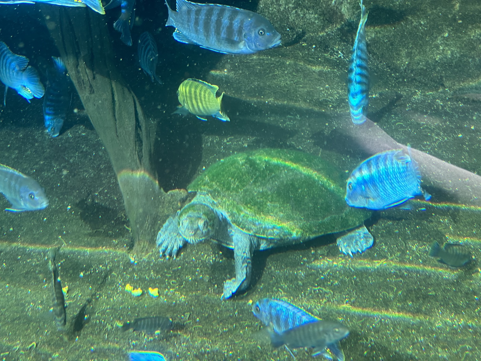 San Diego Zoo