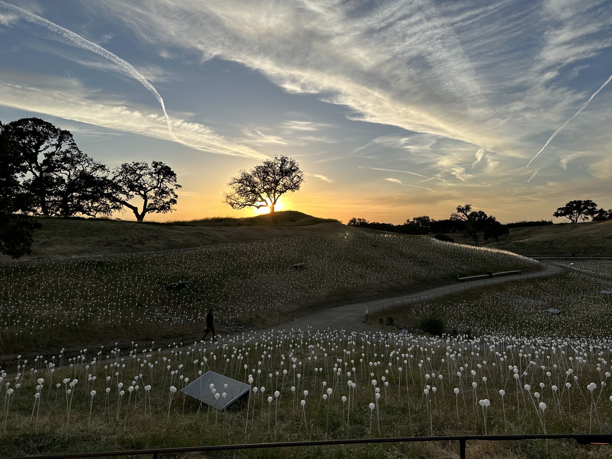 Field of Lights