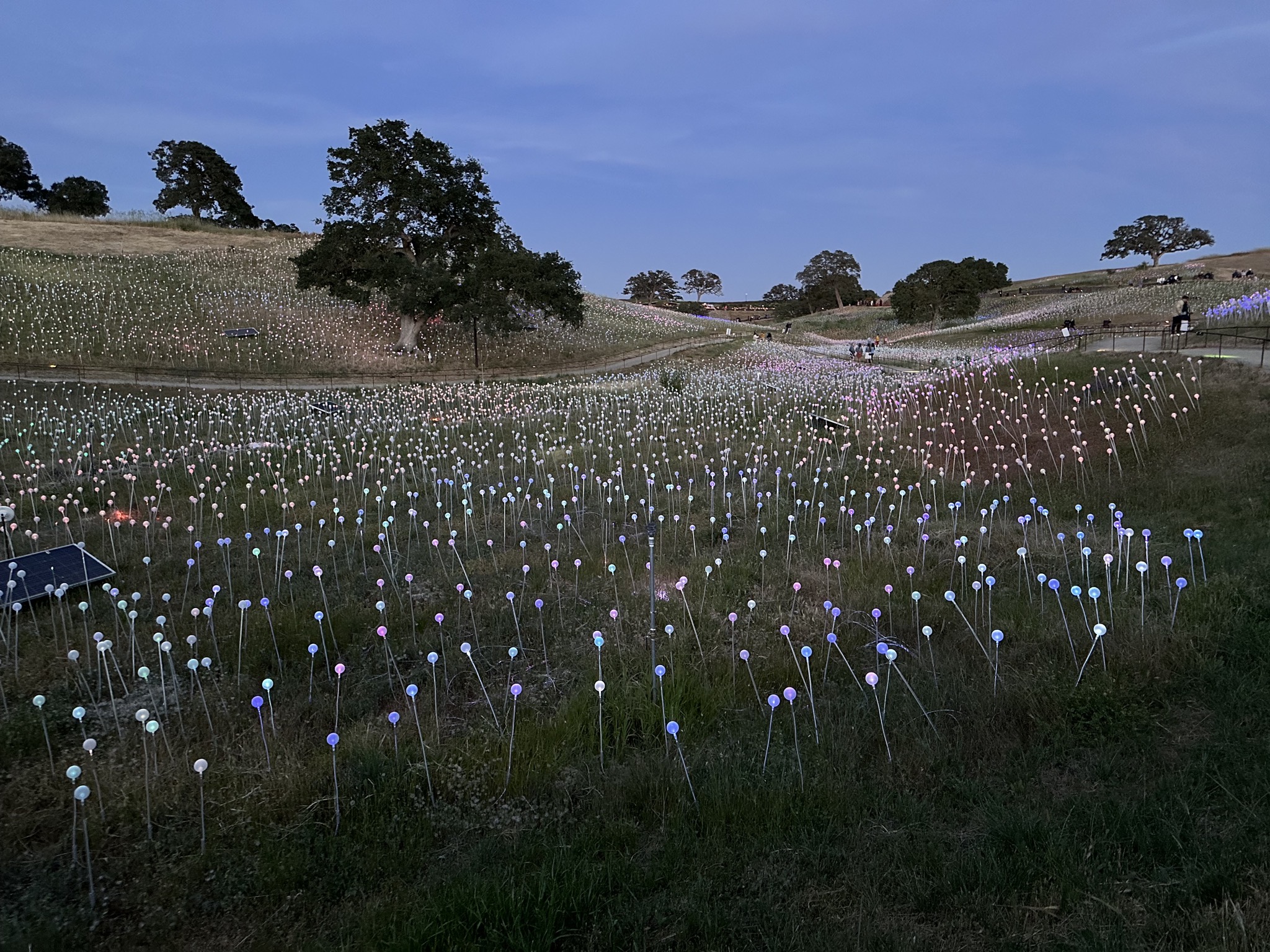 Field of Lights