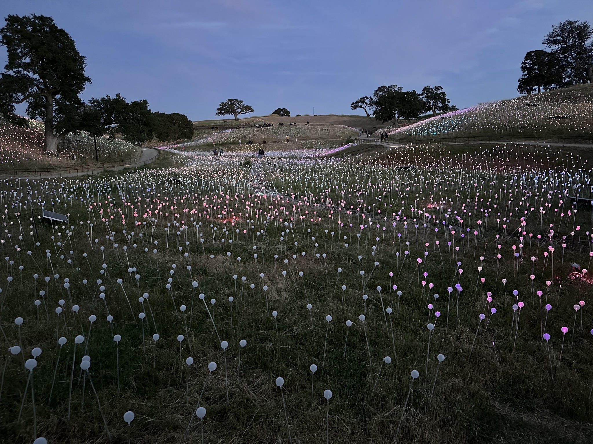 Field of Lights