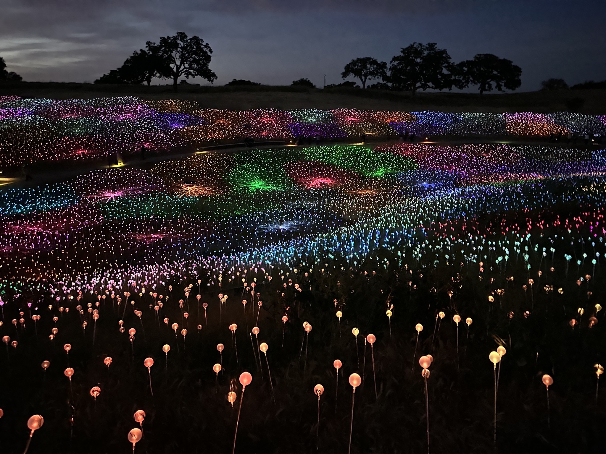 Field of Lights