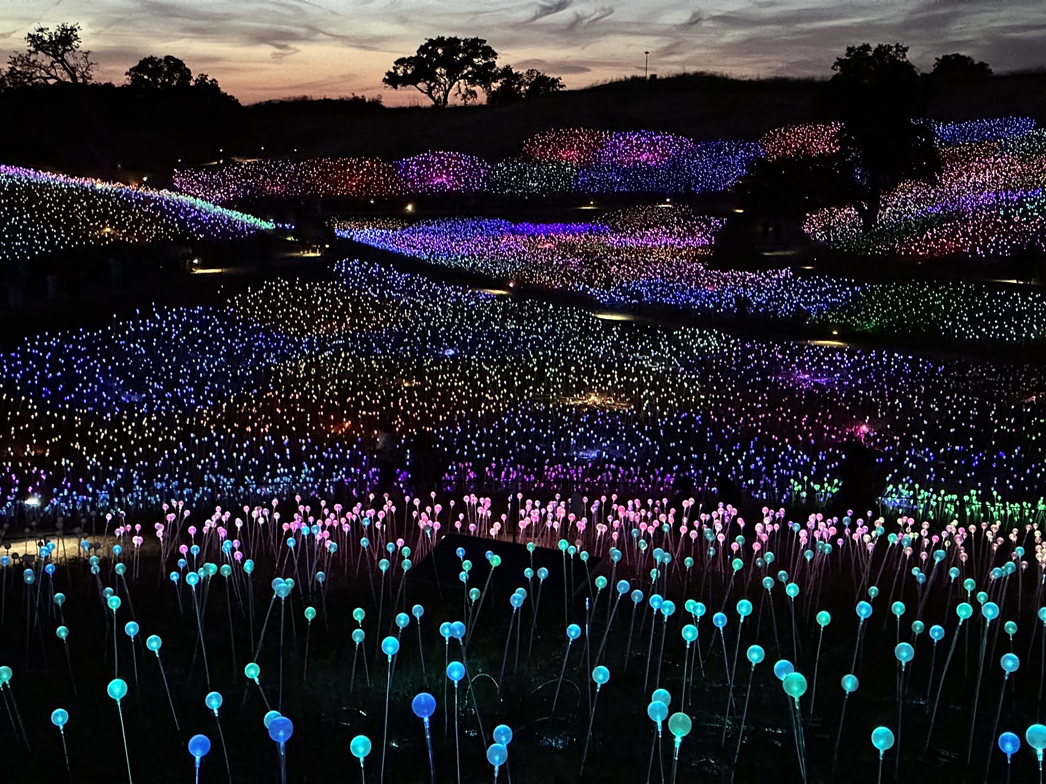 Field of Lights