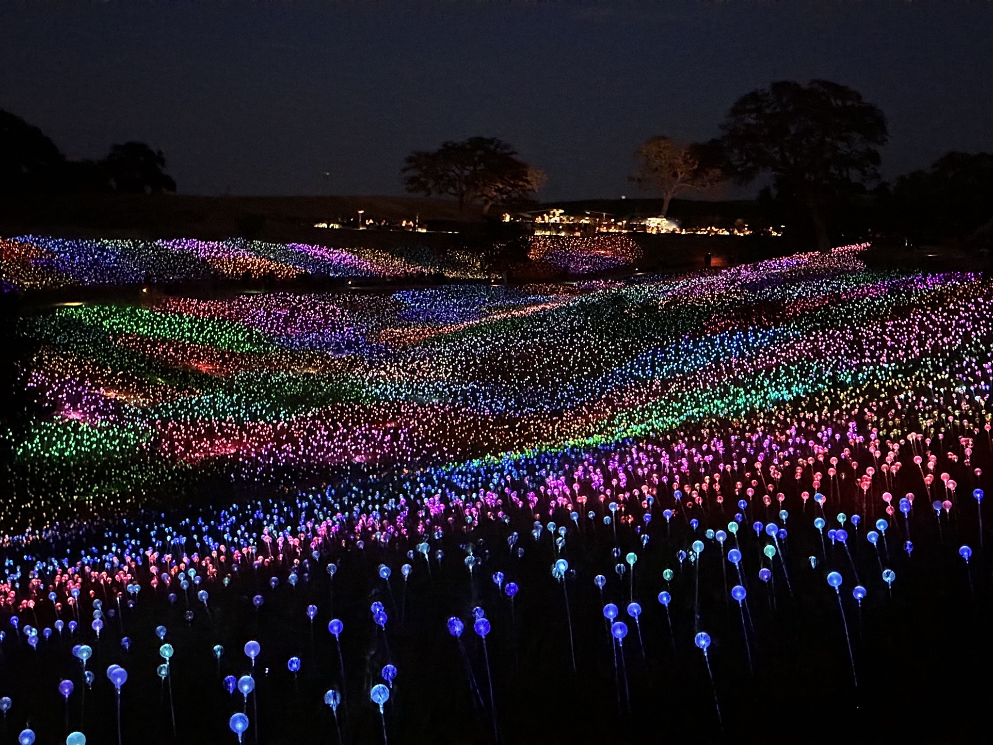 Field of Lights