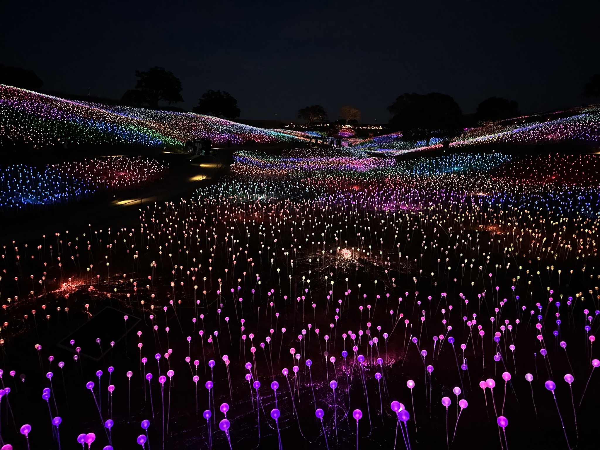 Field of Lights