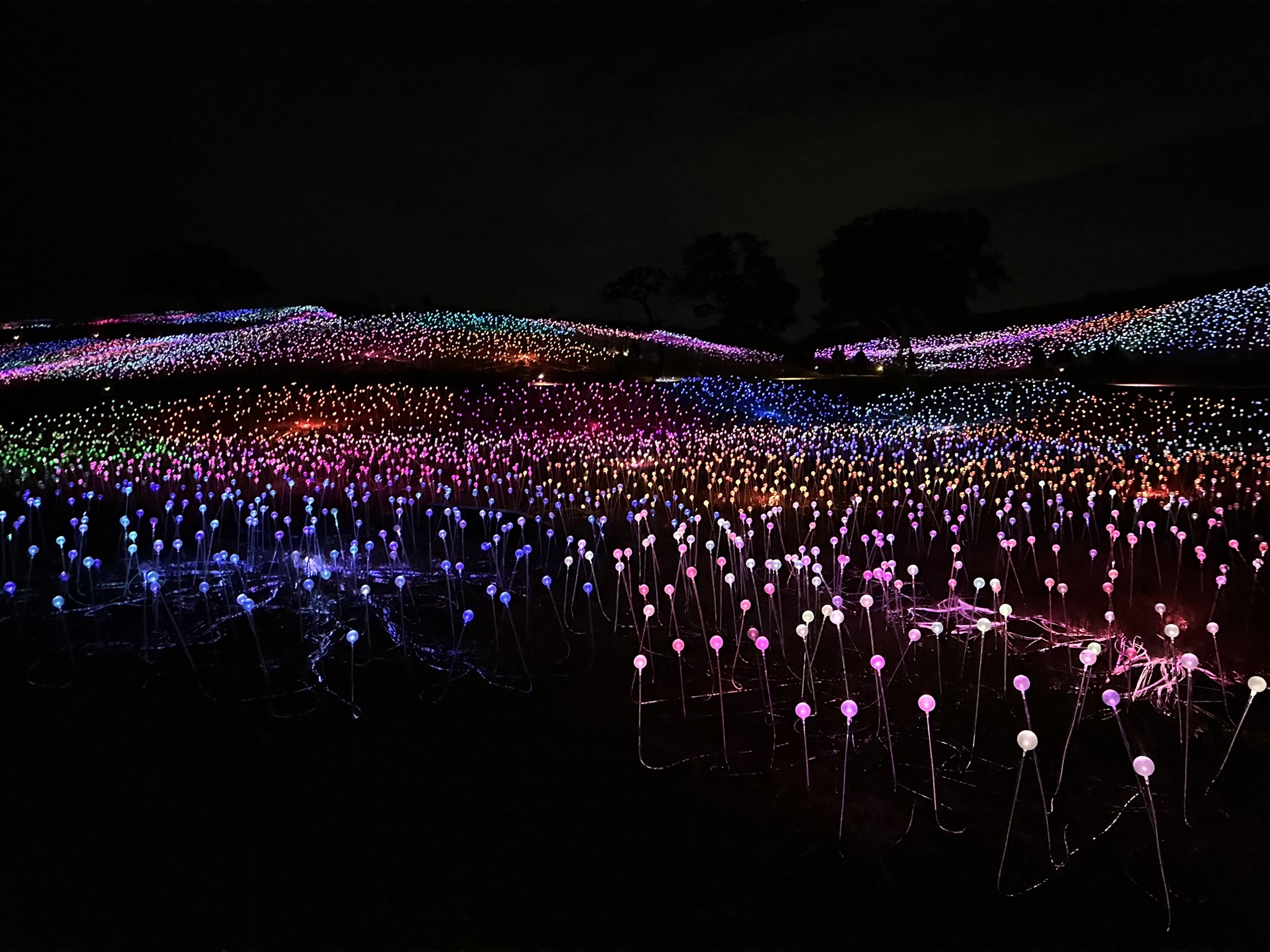 Field of Lights