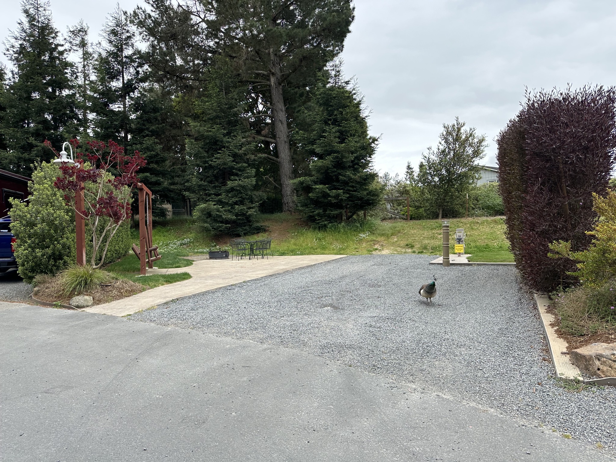 Peahen