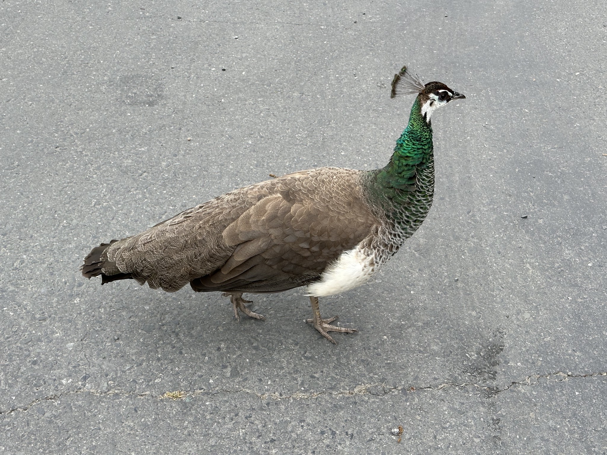 Peahen