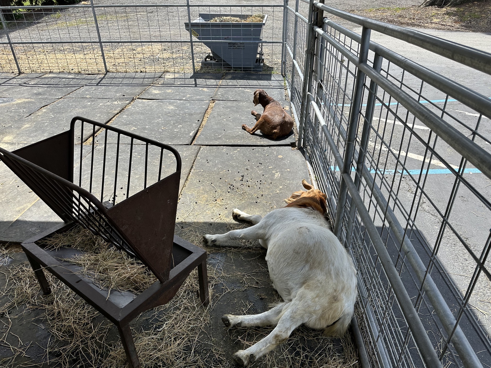 Goats