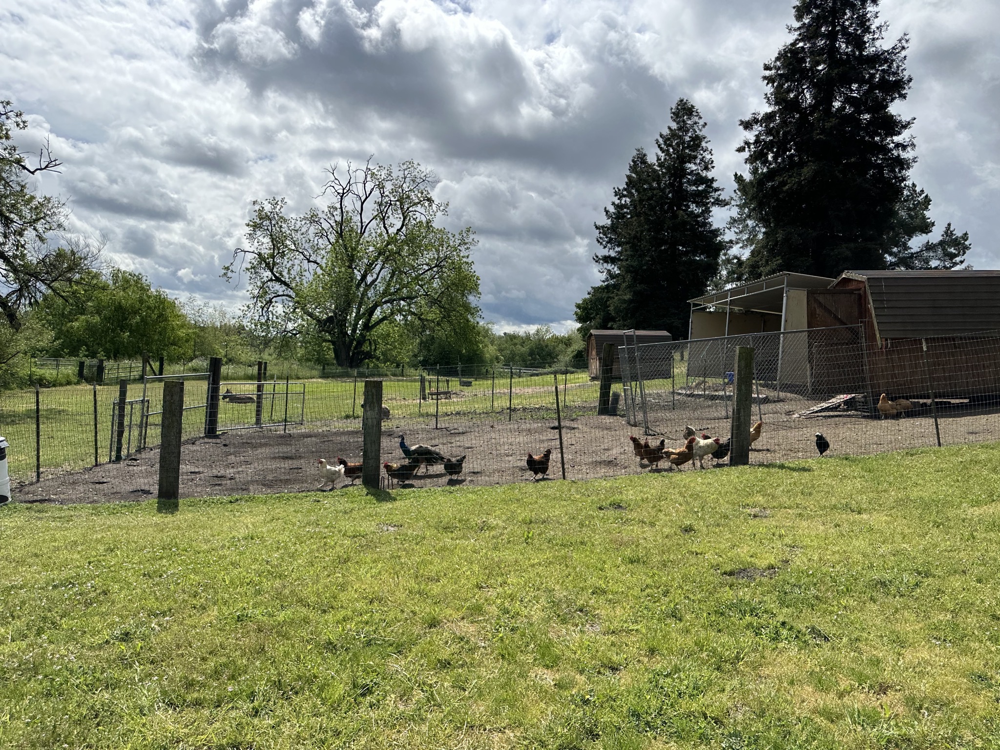 Chicken run