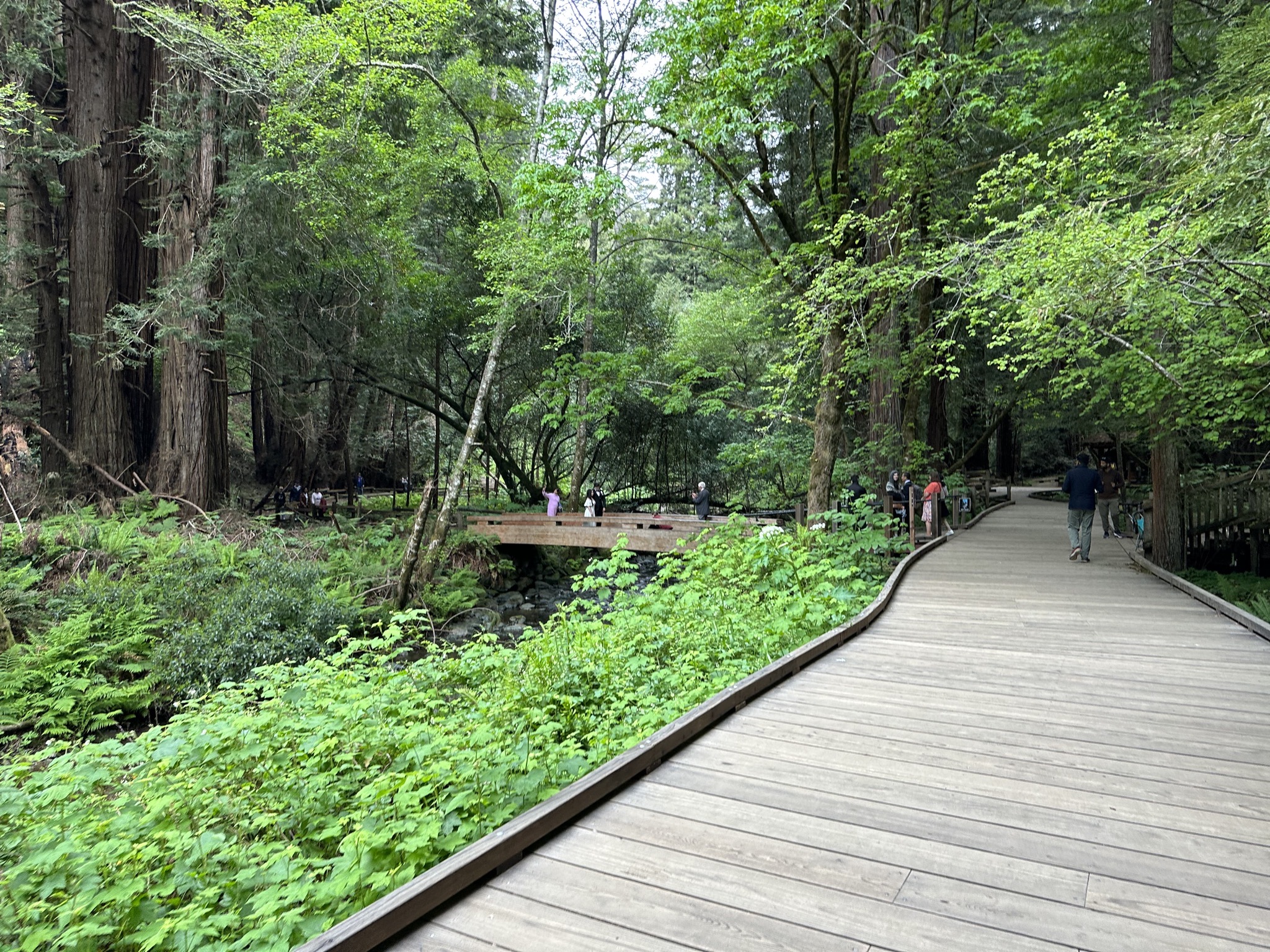 Muir Woods