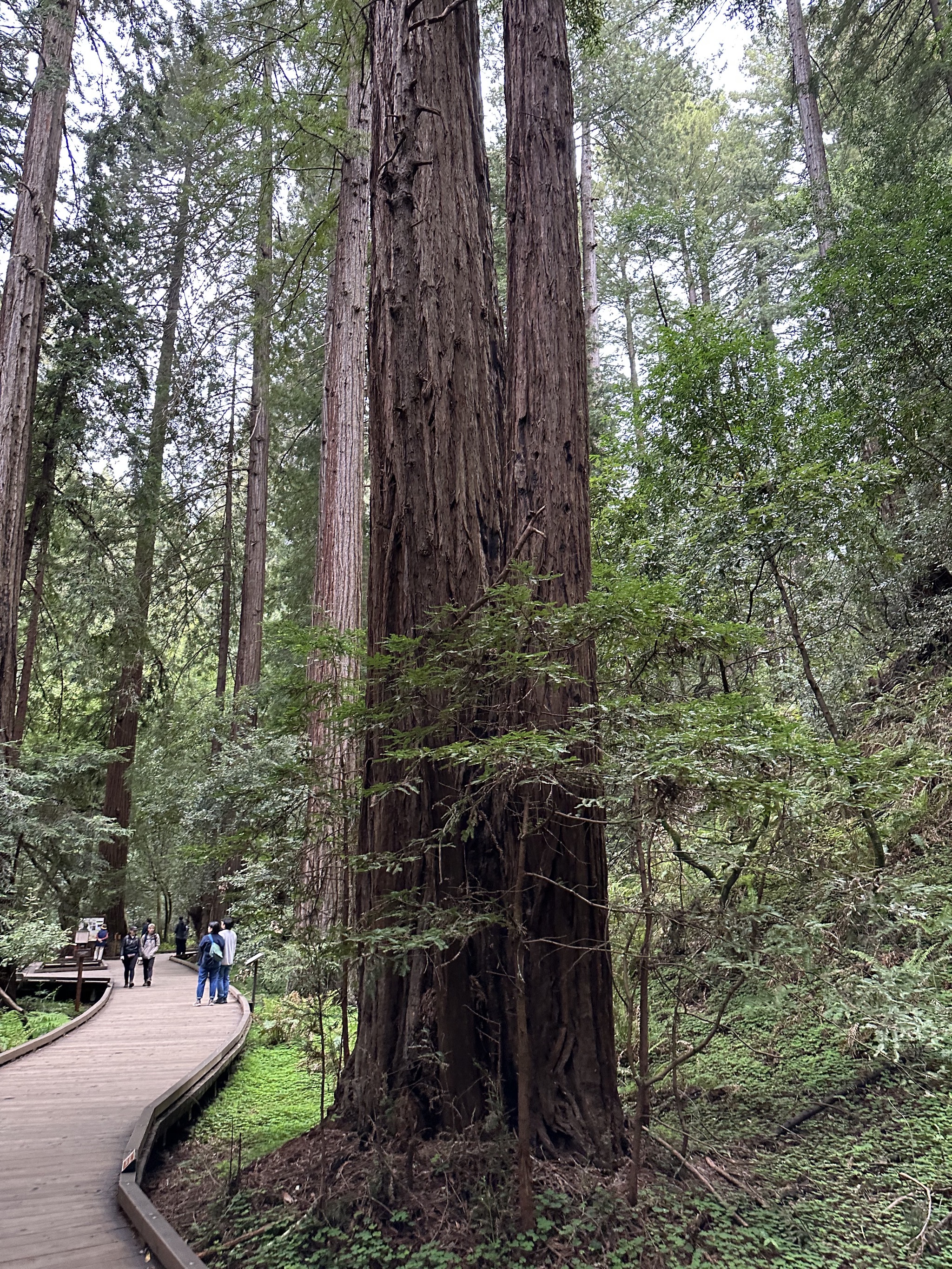 Muir Woods