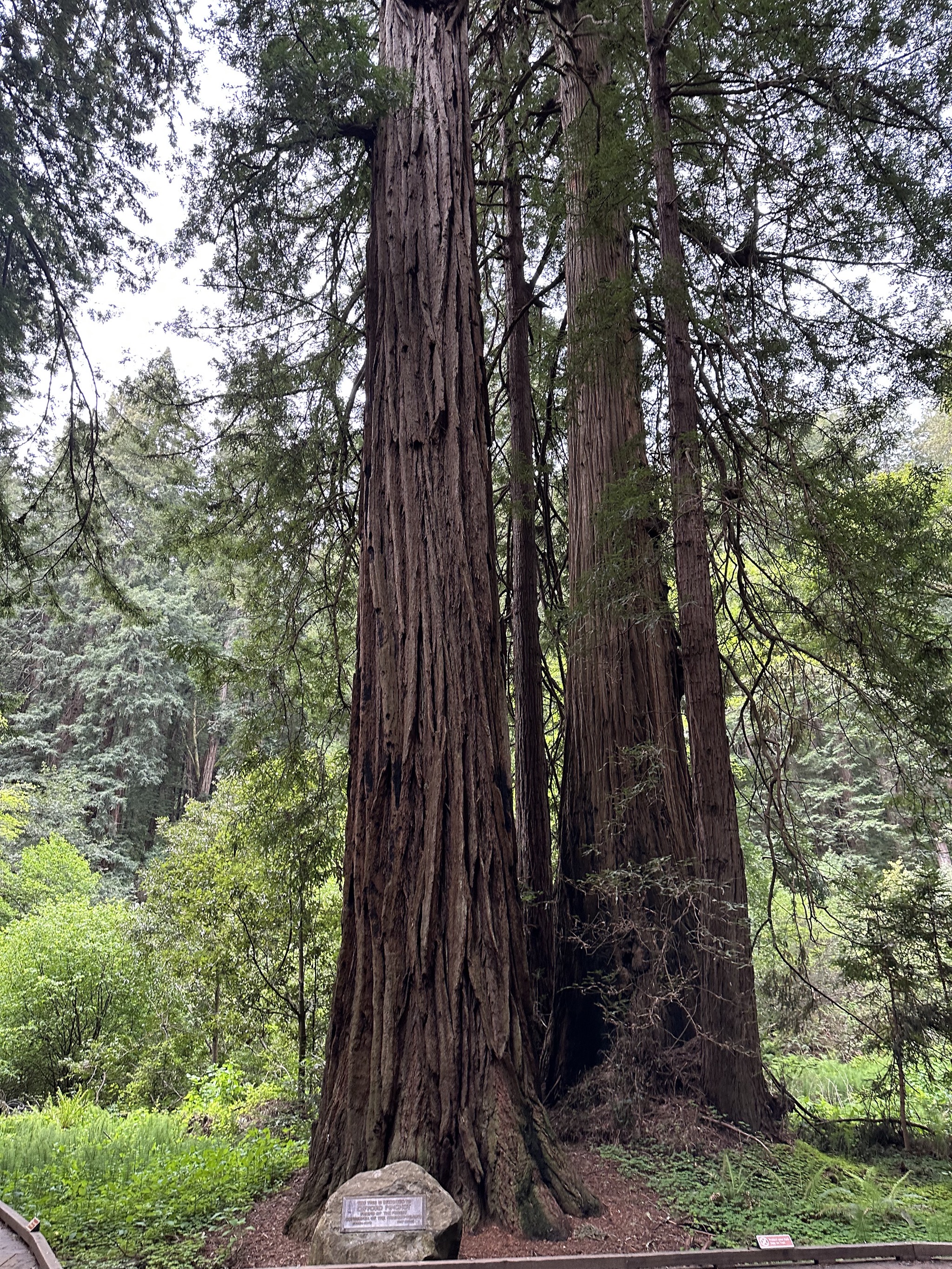 Muir Woods