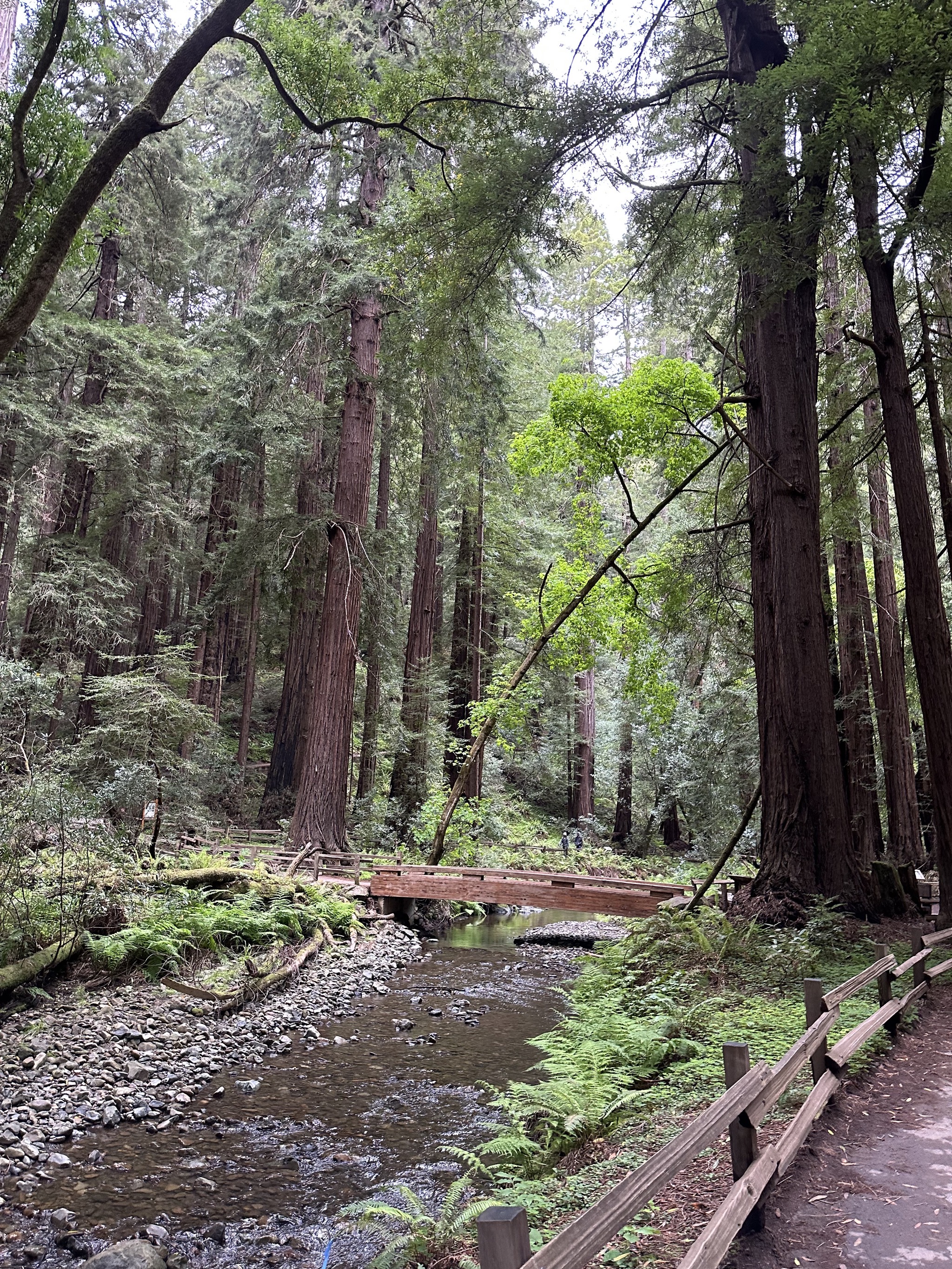 Muir Woods