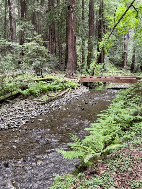 Muir Woods