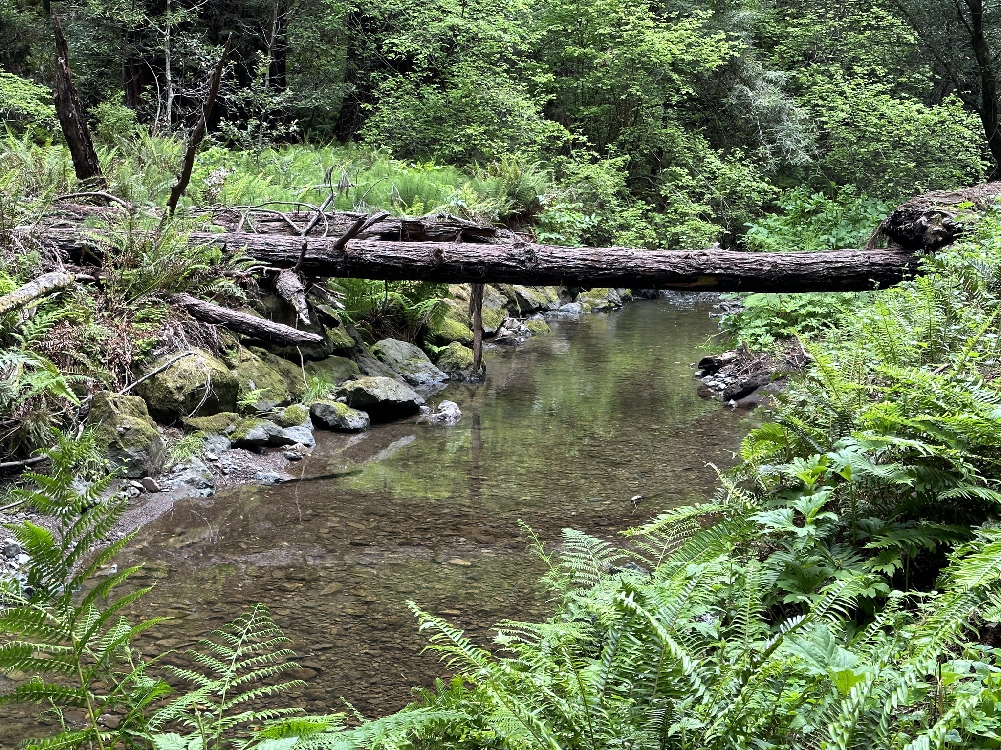 Muir Woods