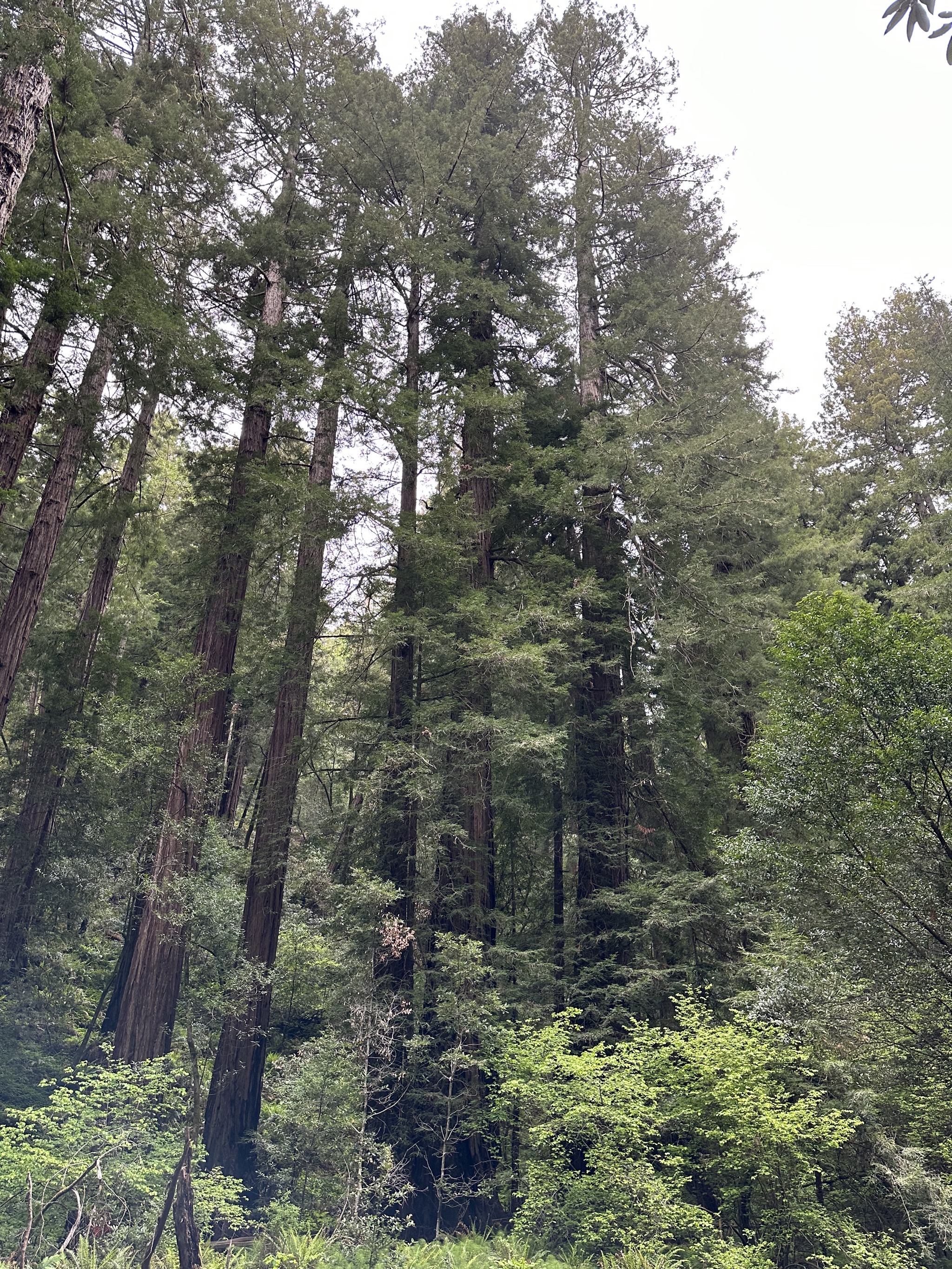 Muir Woods