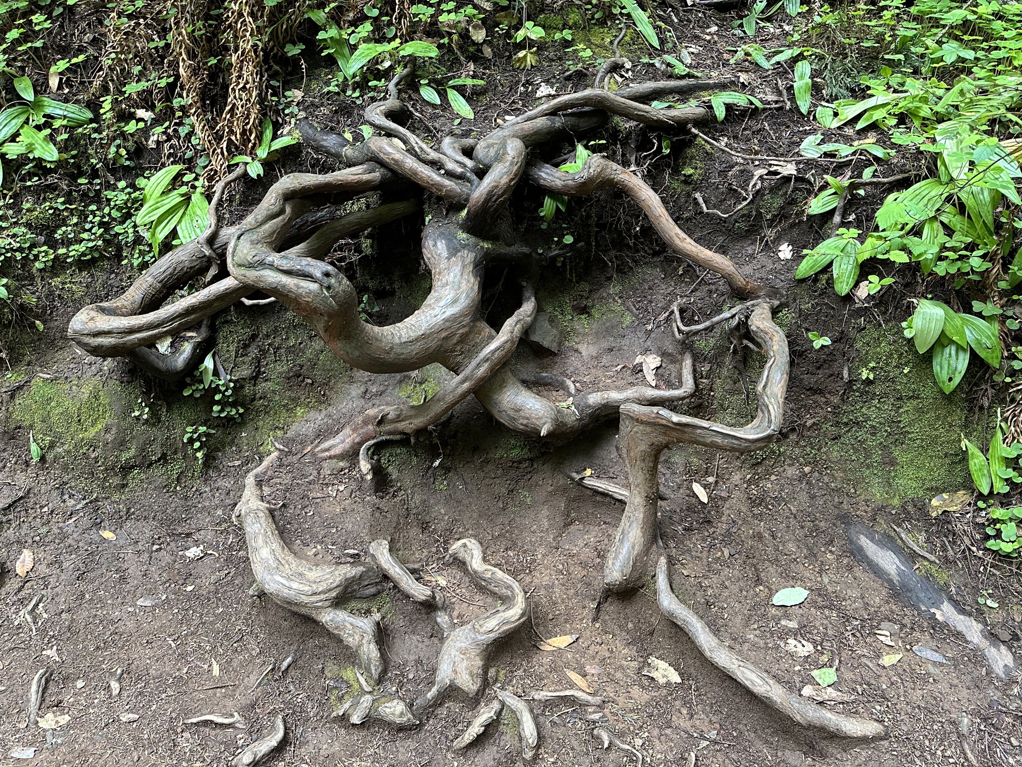 Muir Woods