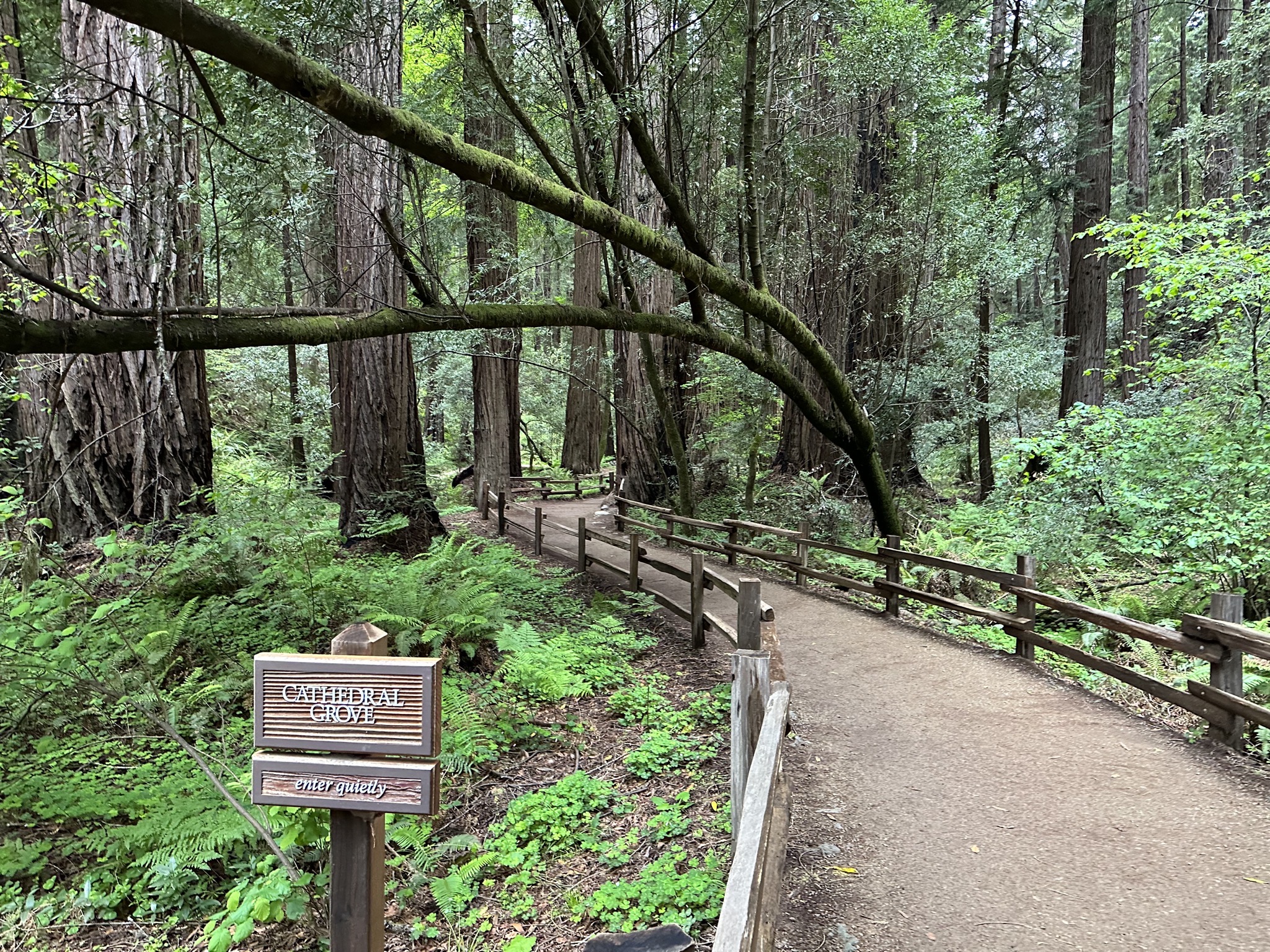 Muir Woods