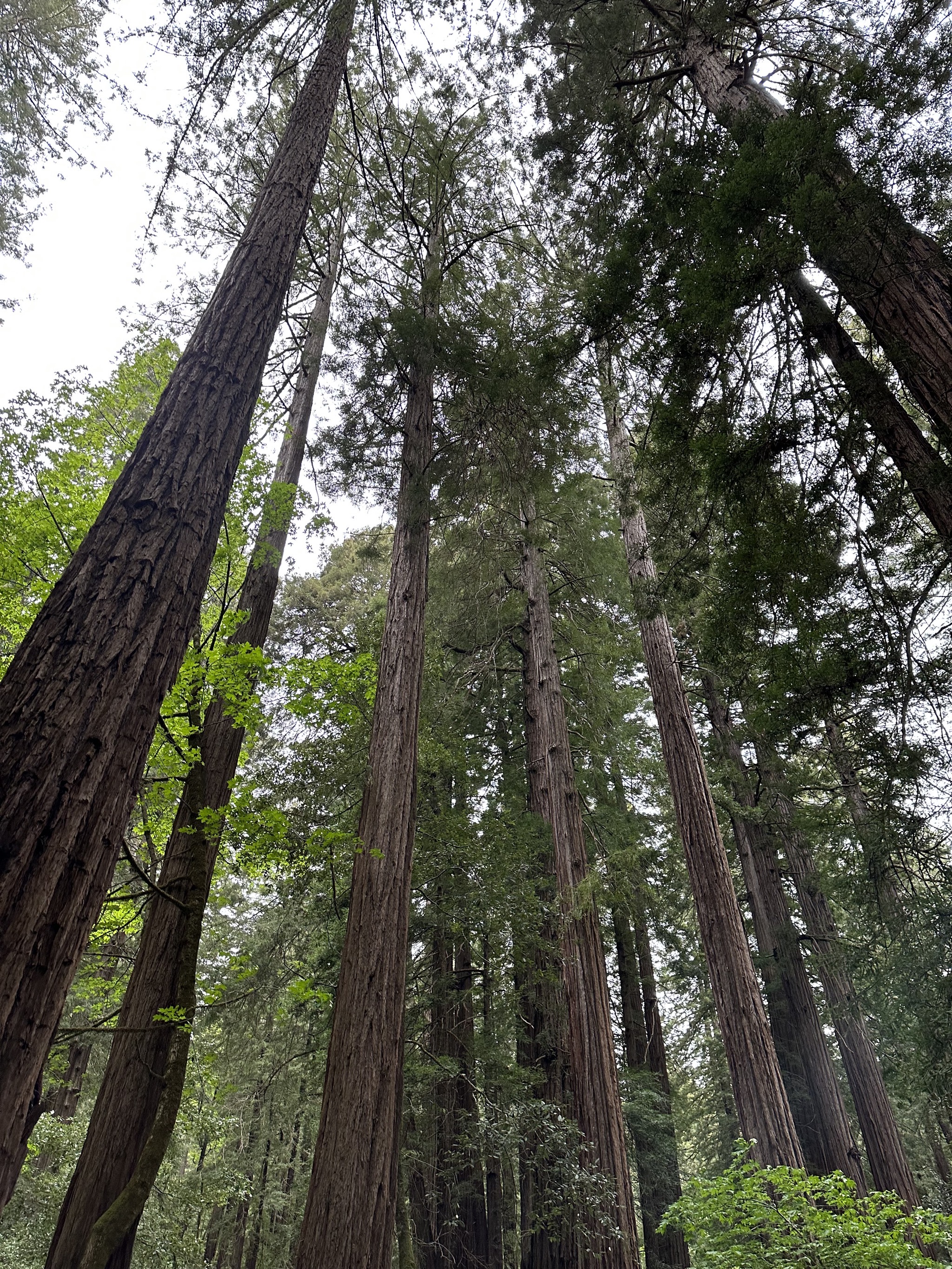 Muir Woods