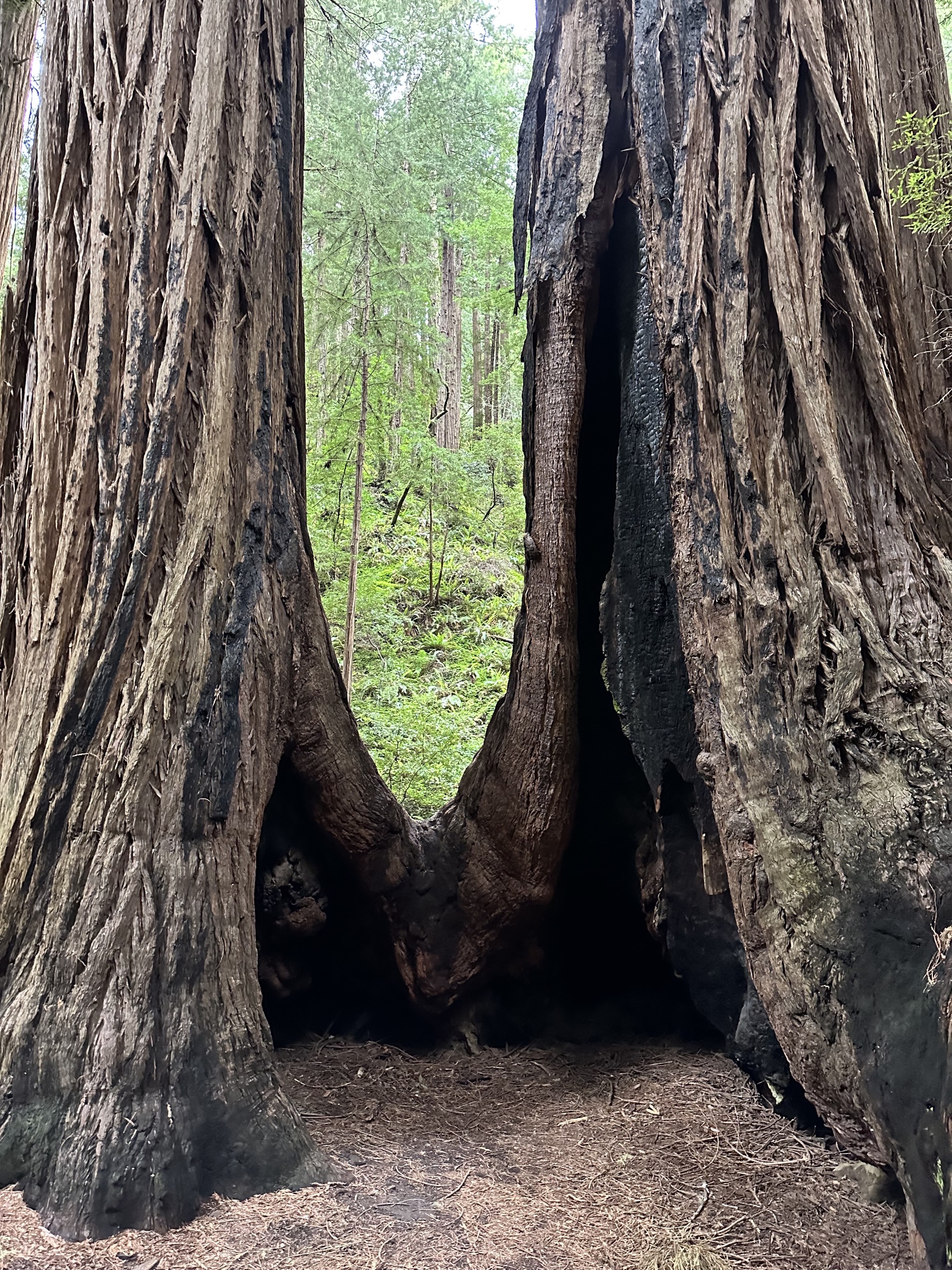 Muir Woods