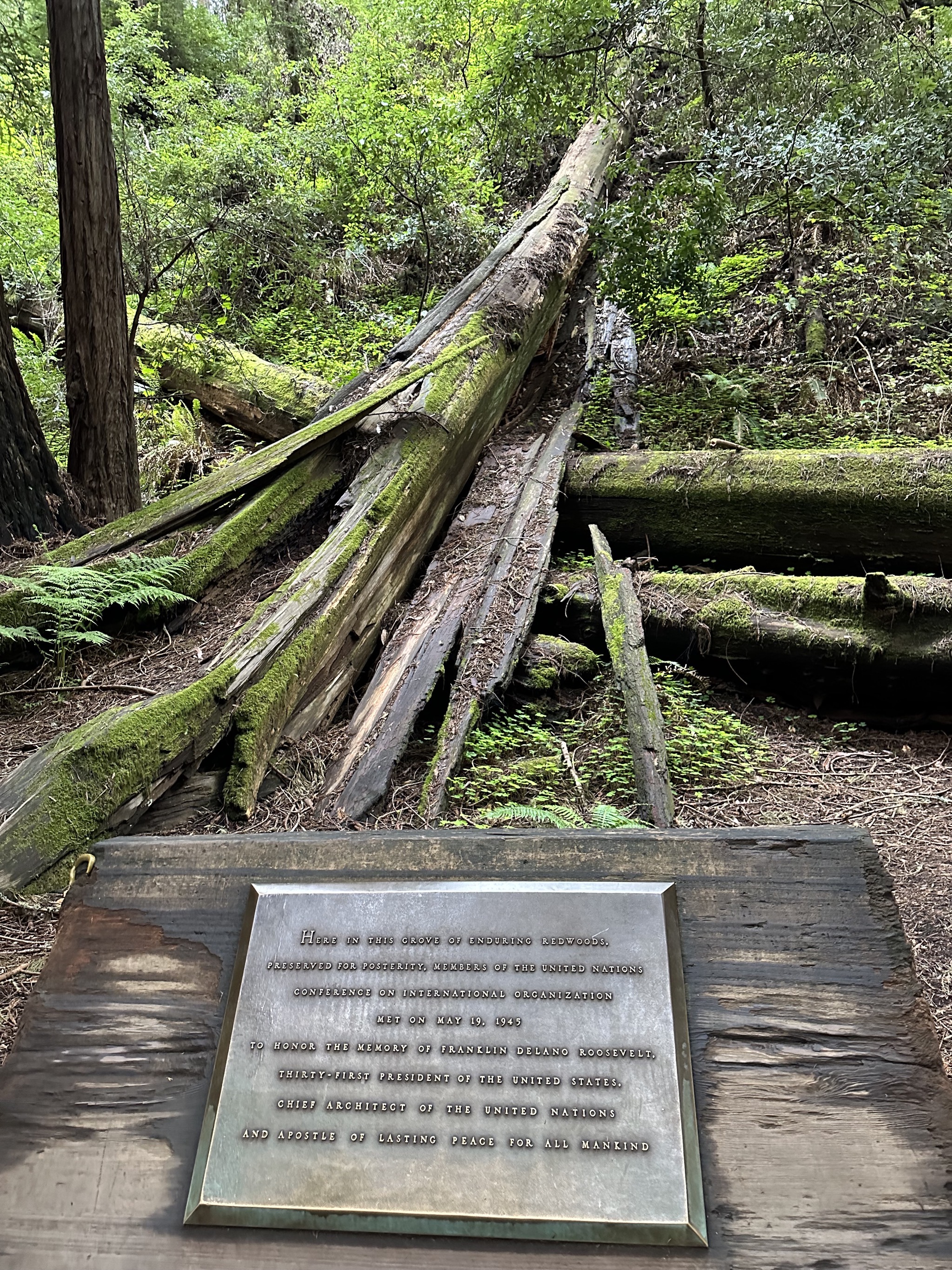 Muir Woods