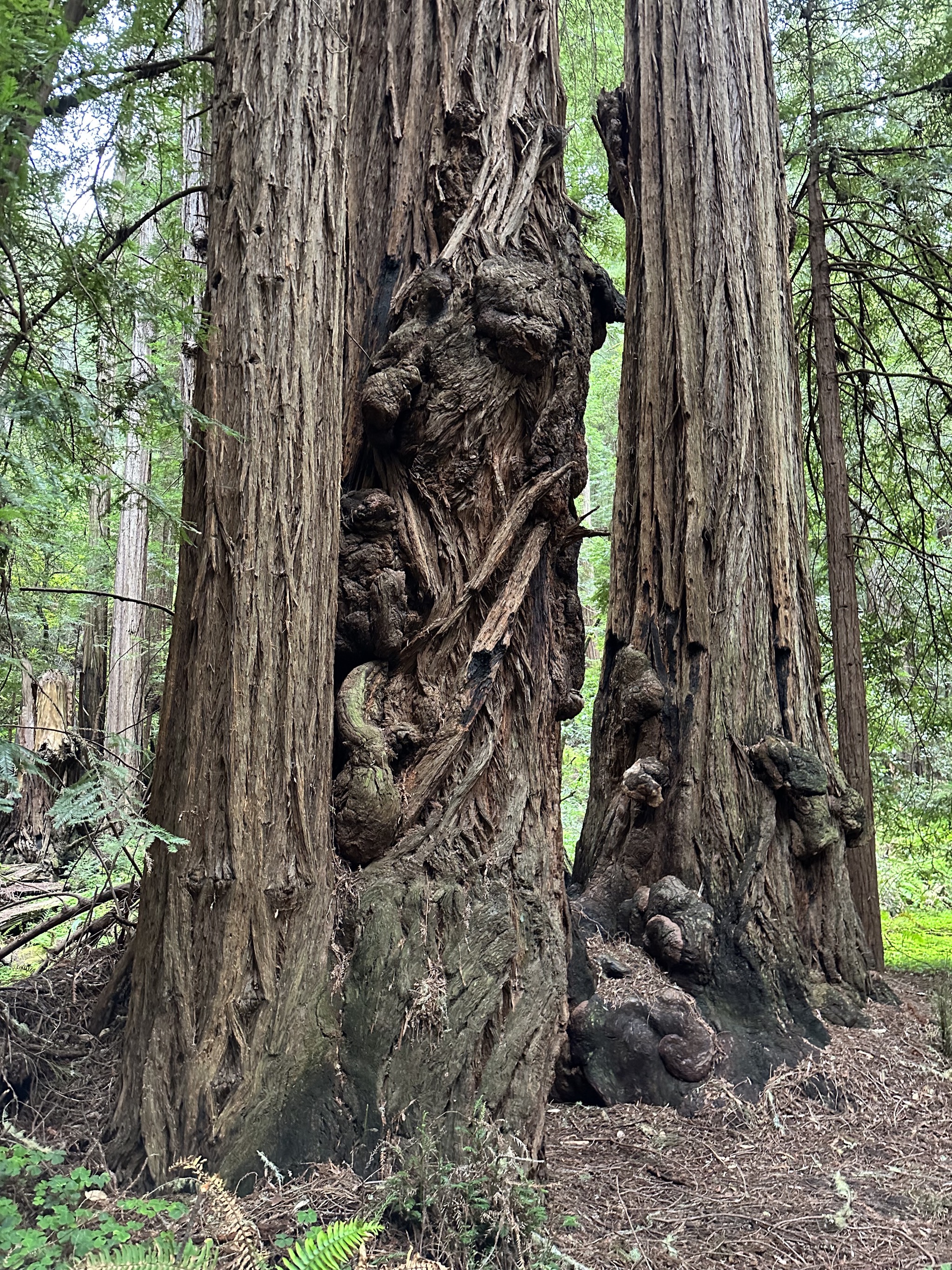 Muir Woods