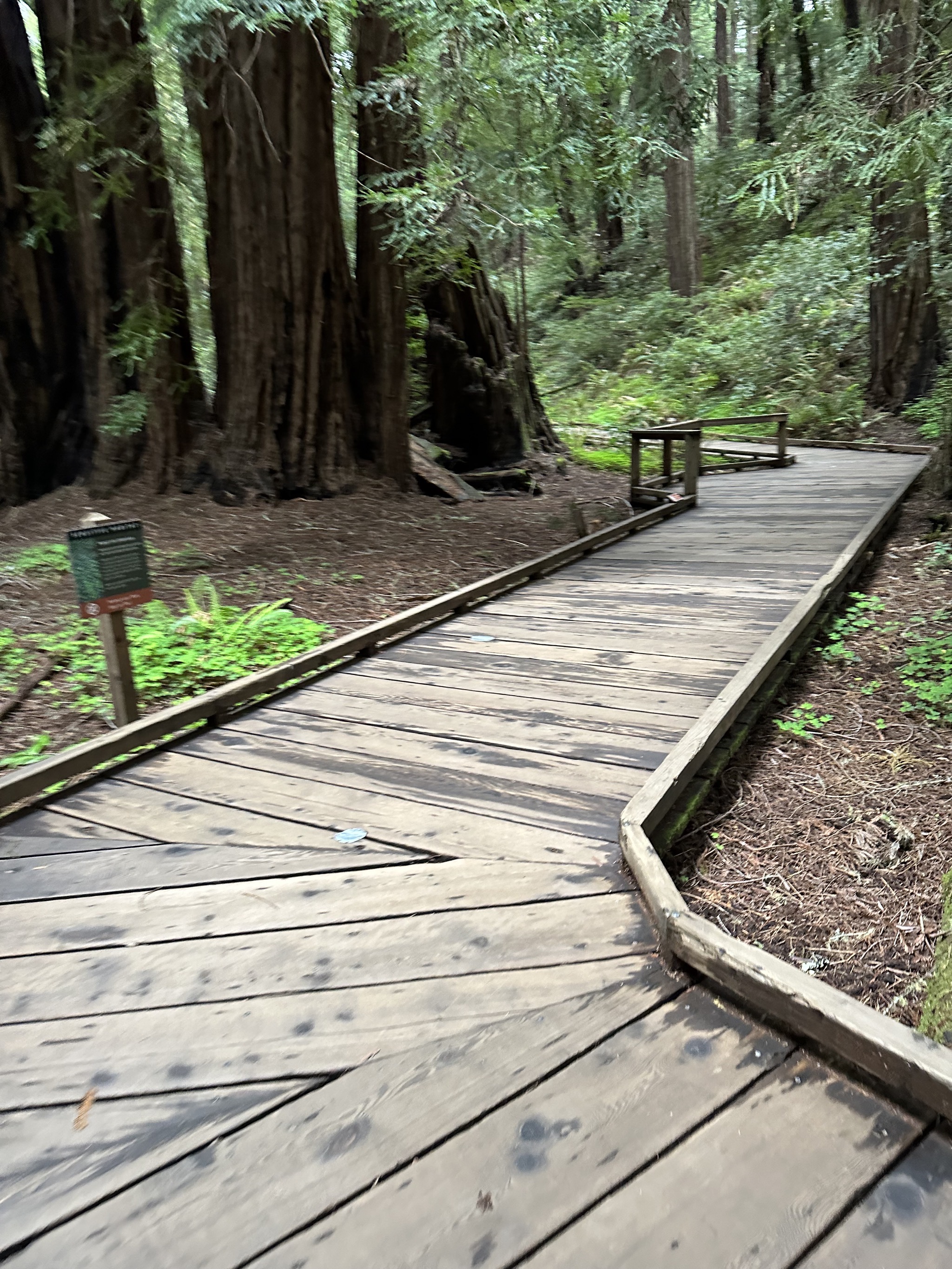 Muir Woods