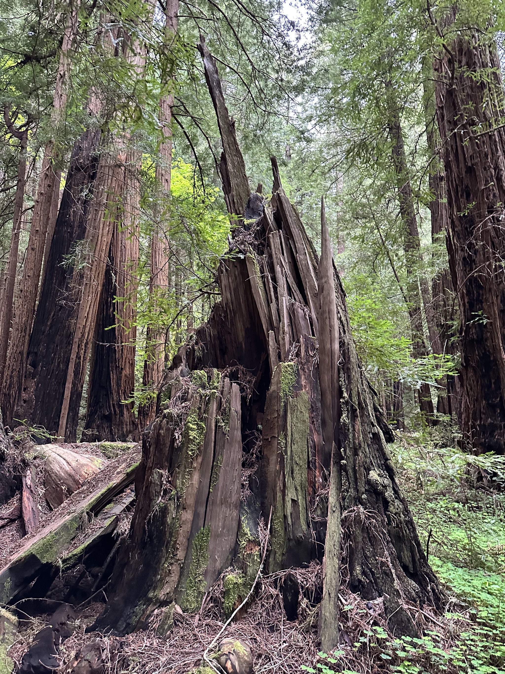 Muir Woods