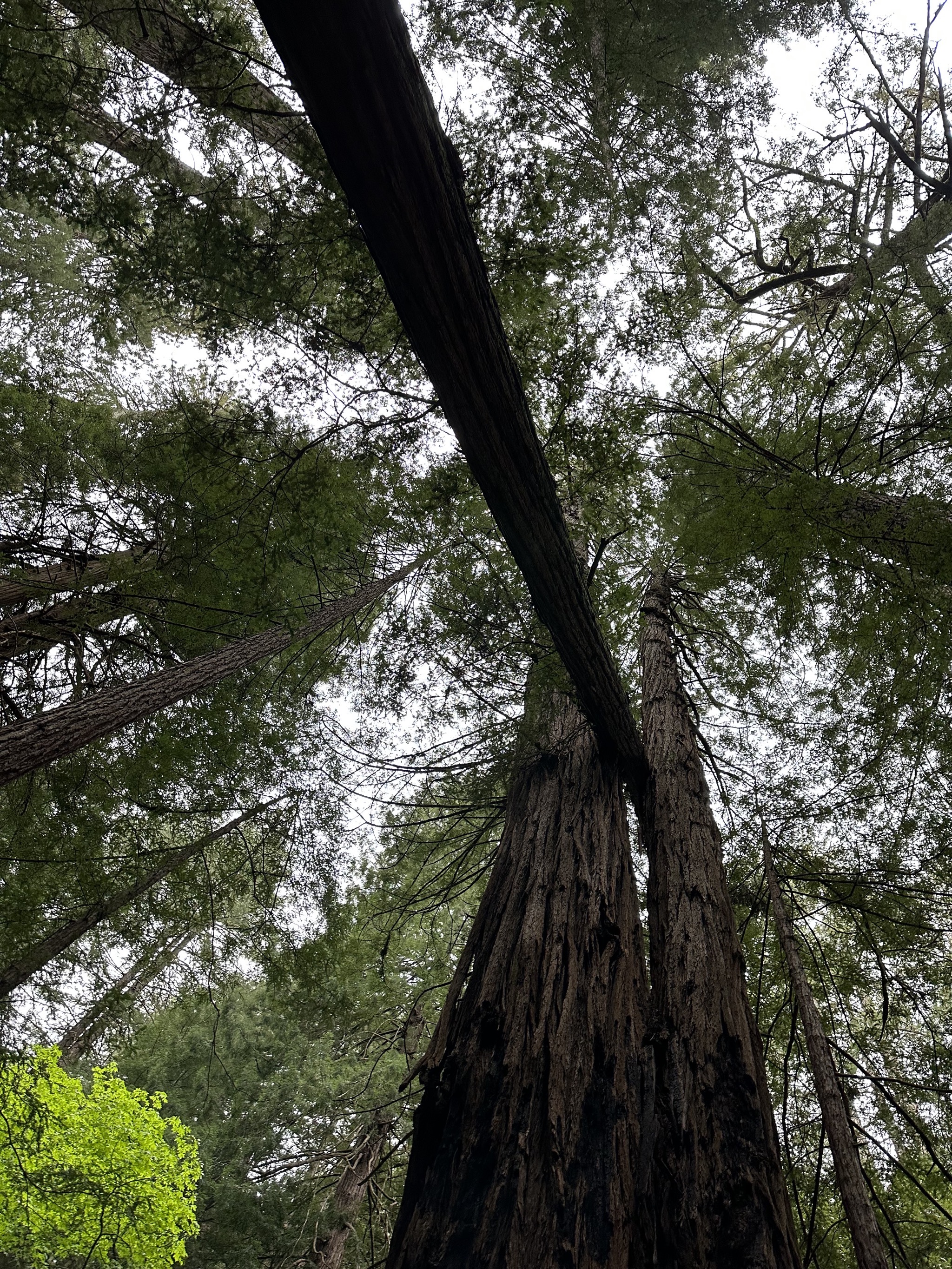 Muir Woods