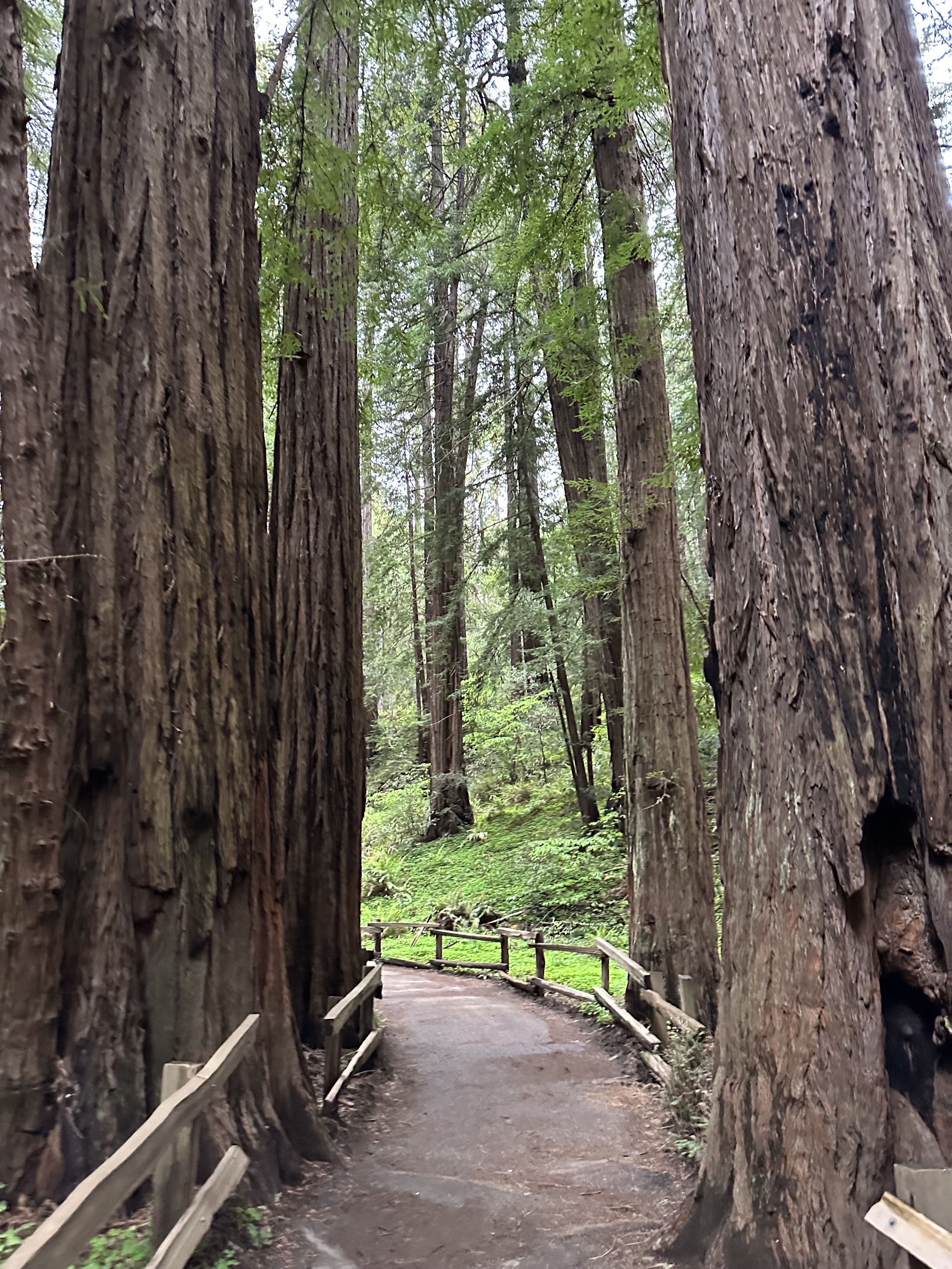Muir Woods