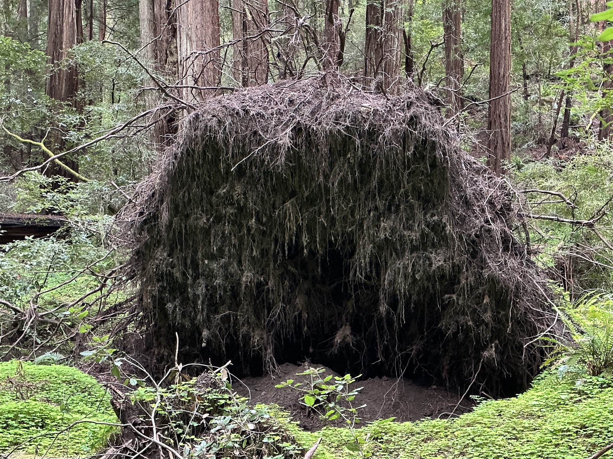 Muir Woods