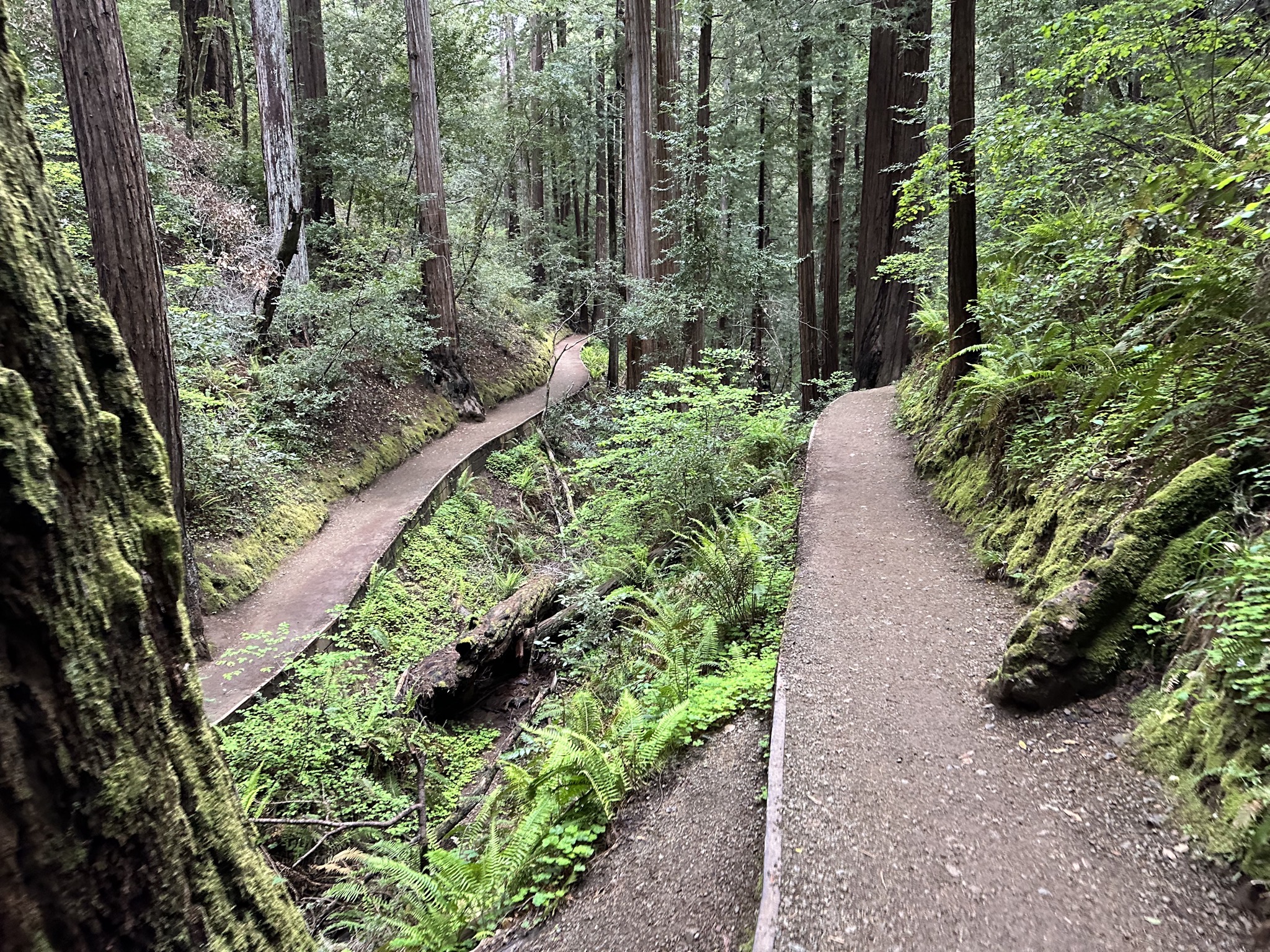 Muir Woods