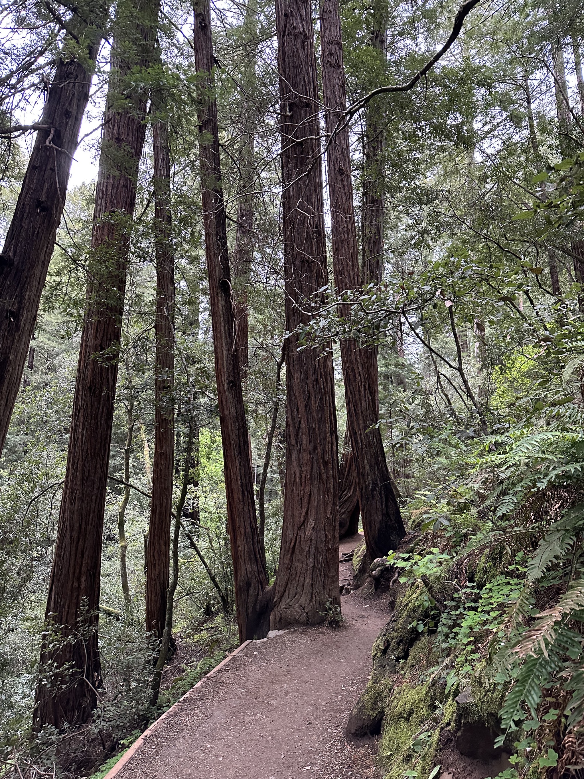 Muir Woods