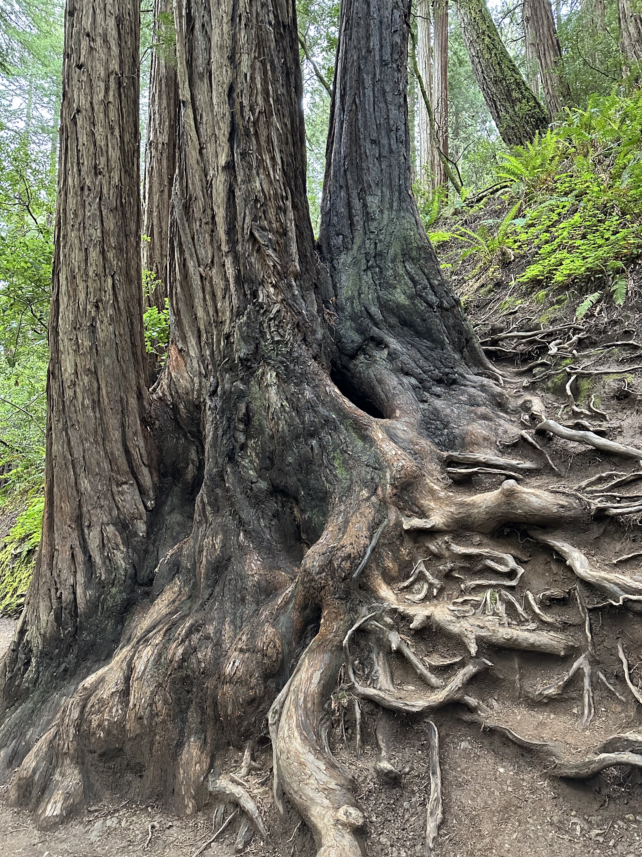 Muir Woods