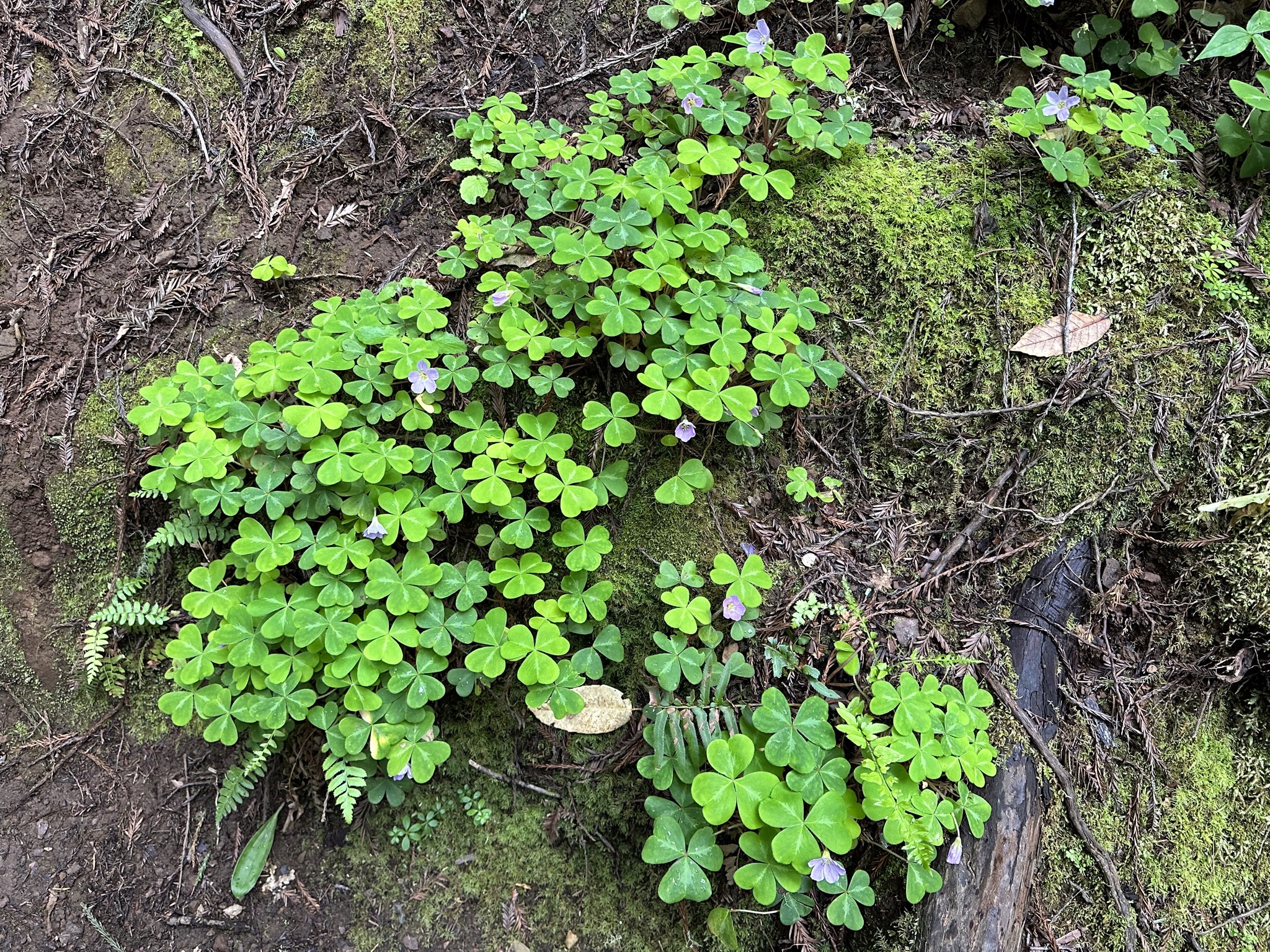 Muir Woods