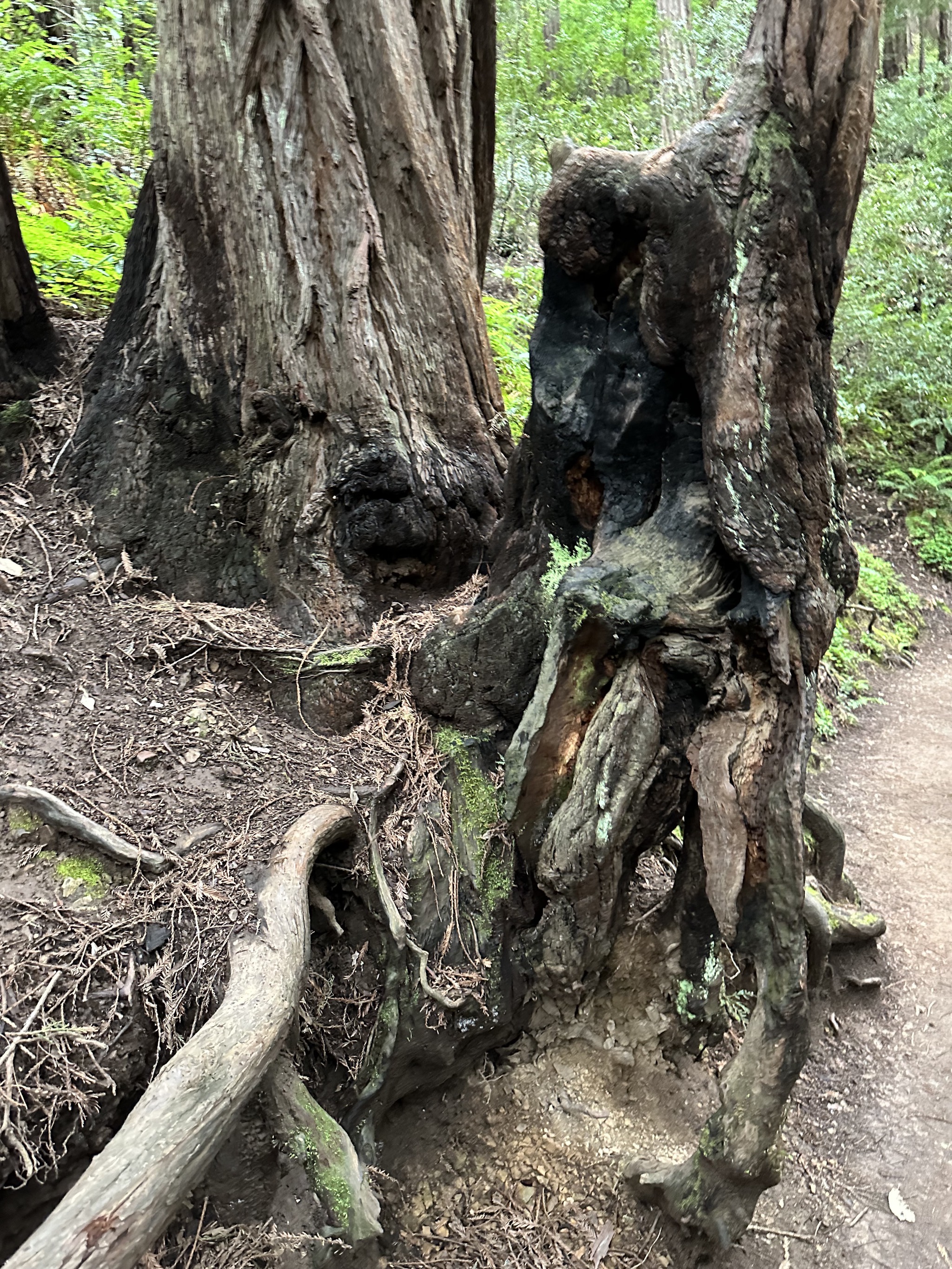 Muir Woods