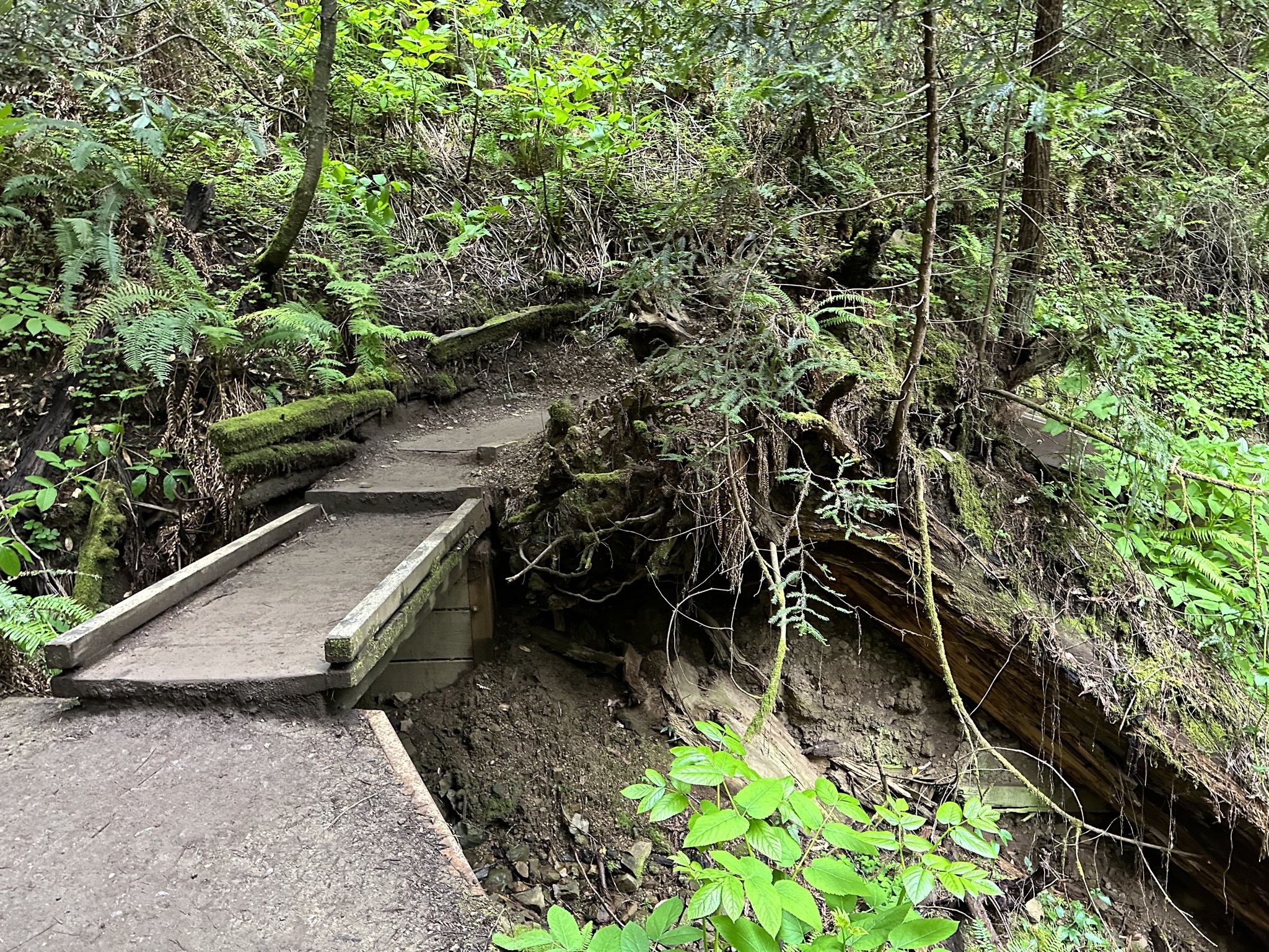 Muir Woods