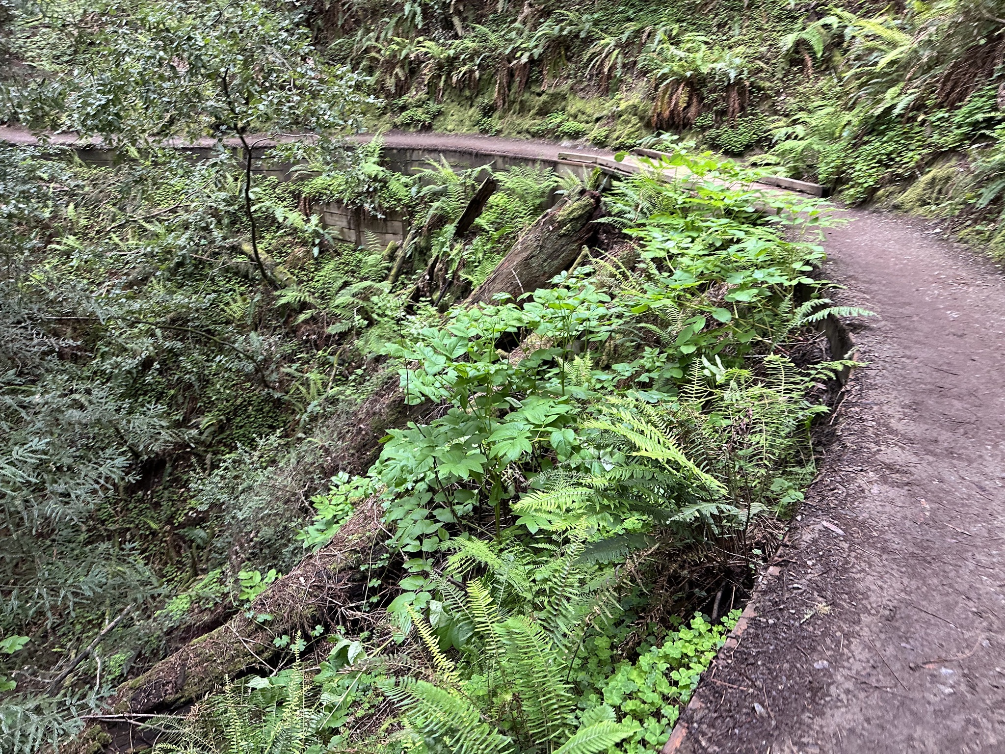 Muir Woods
