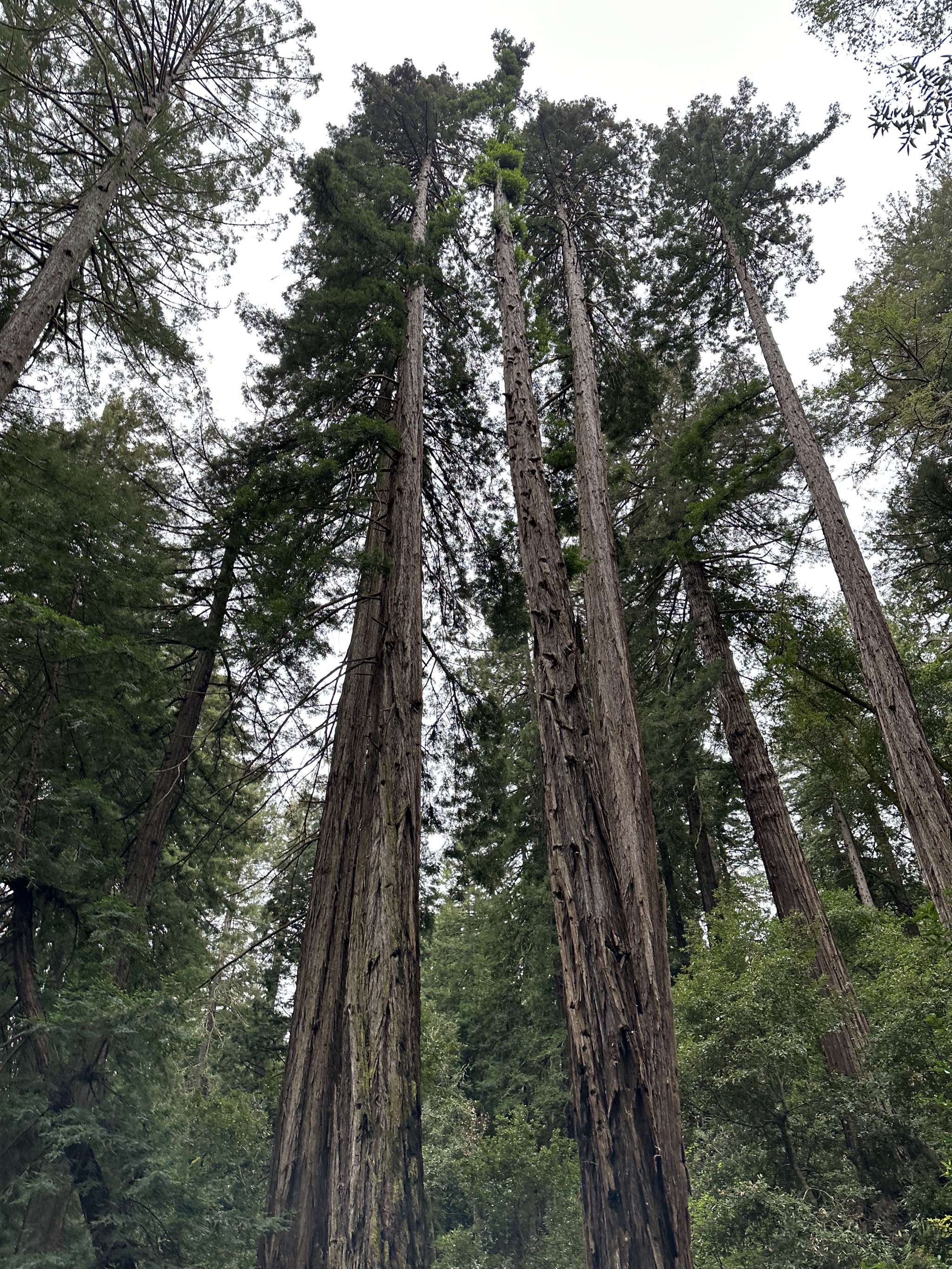 Muir Woods