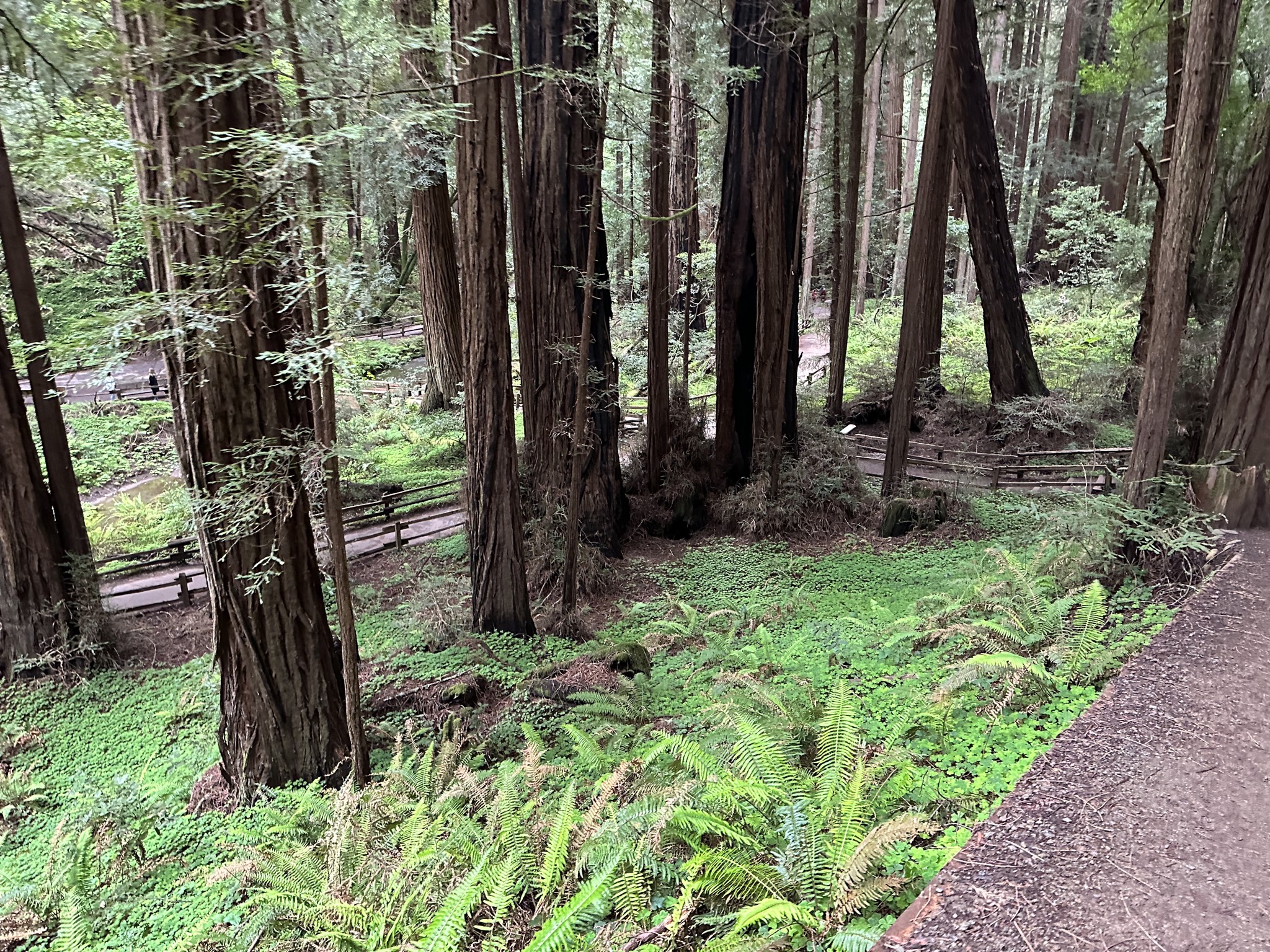 Muir Woods