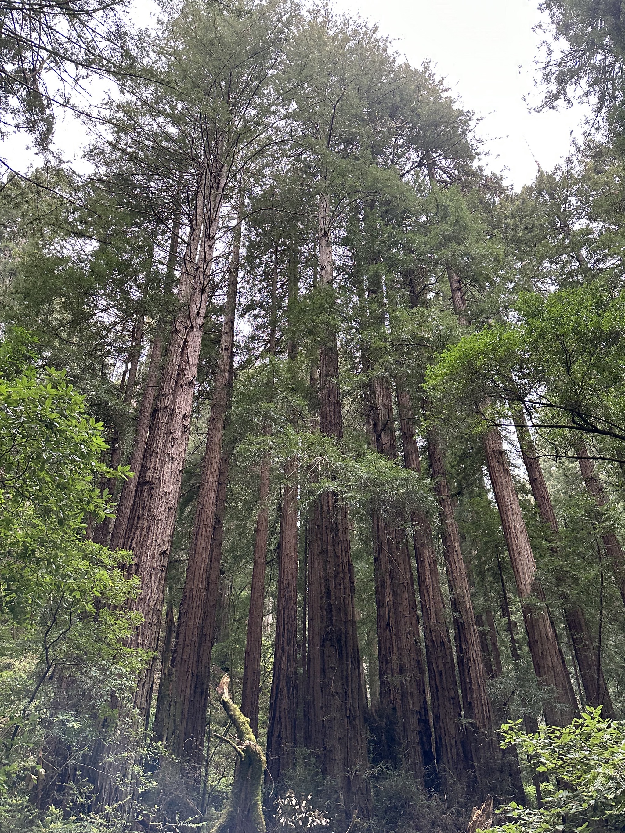 Muir Woods