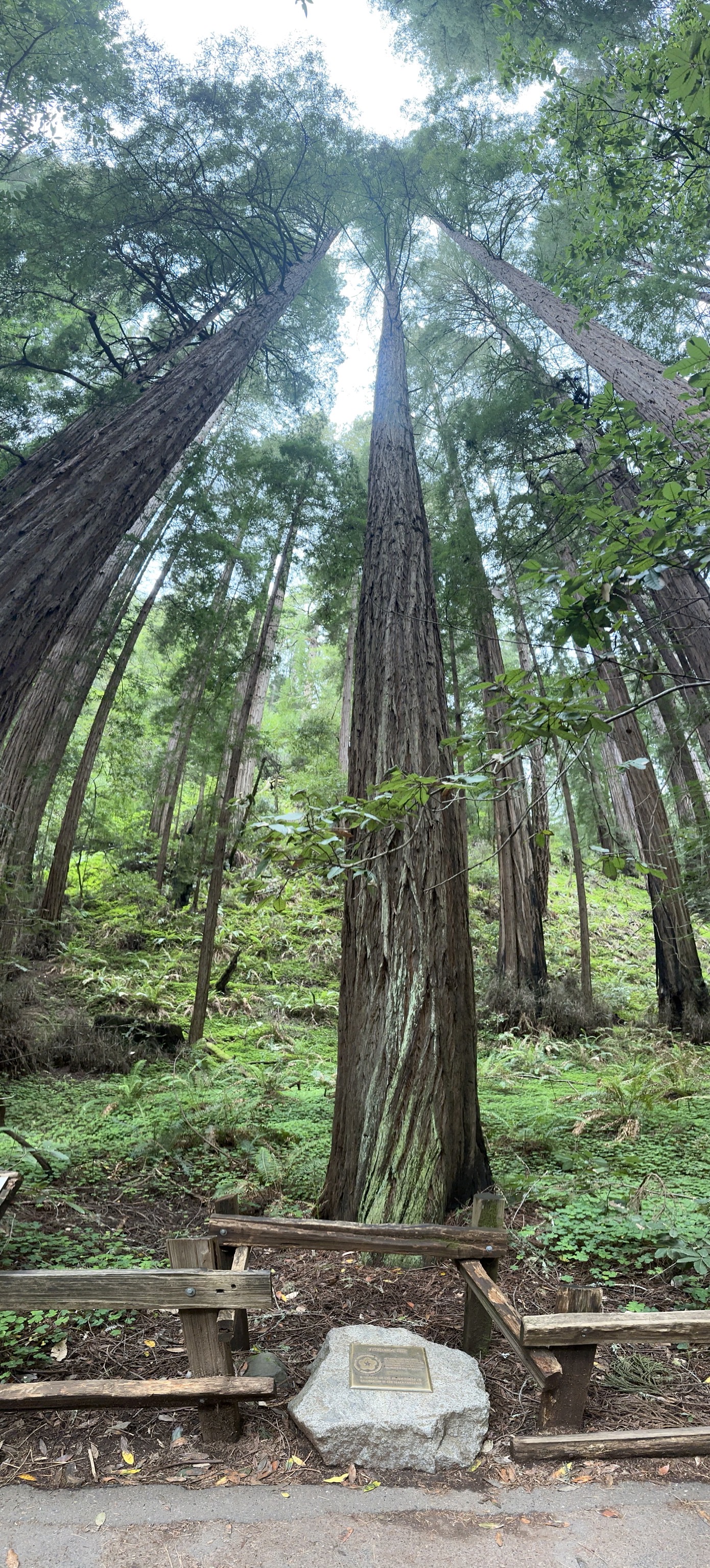 Muir Woods