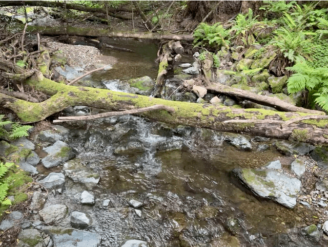 Muir Woods
