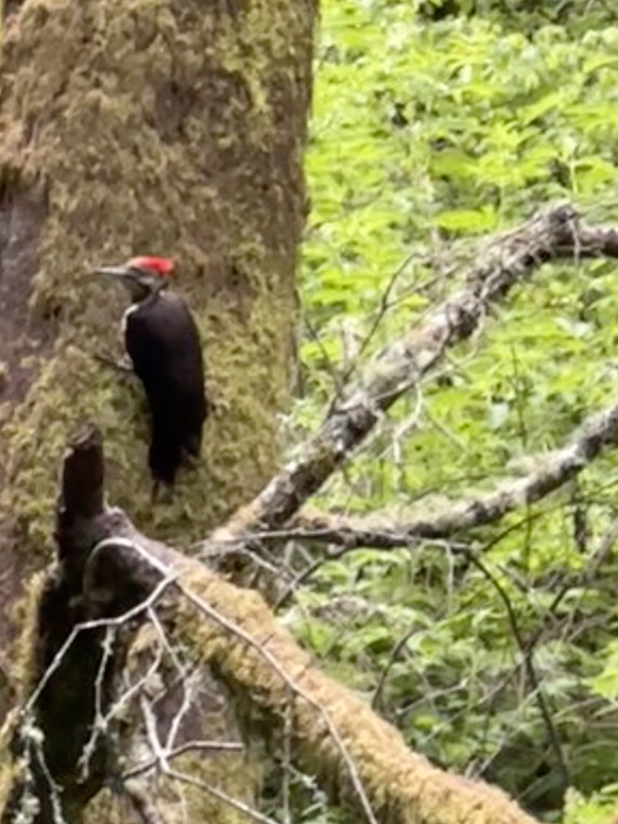 Woodpecker