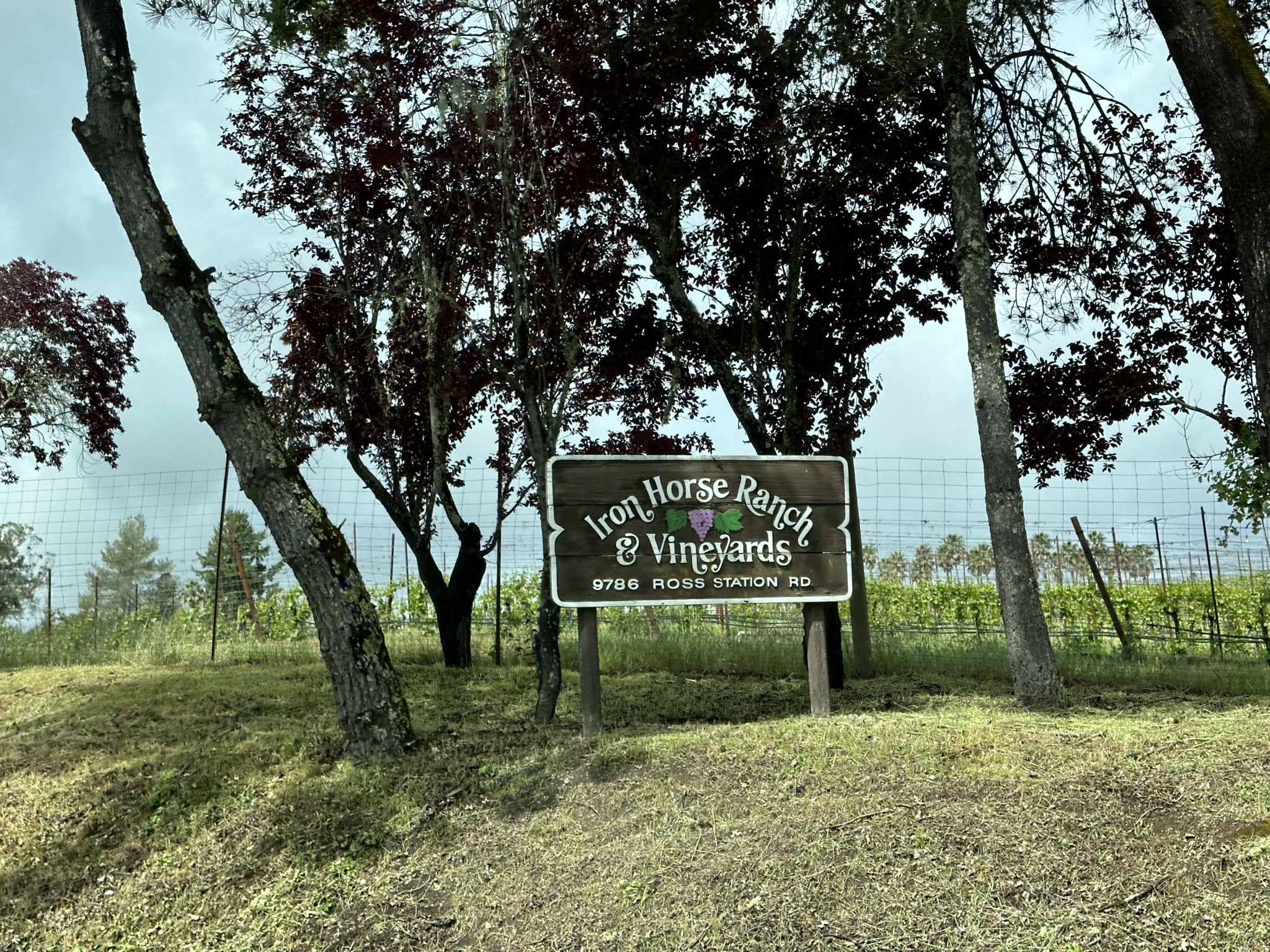 Iron Horse Vineyards